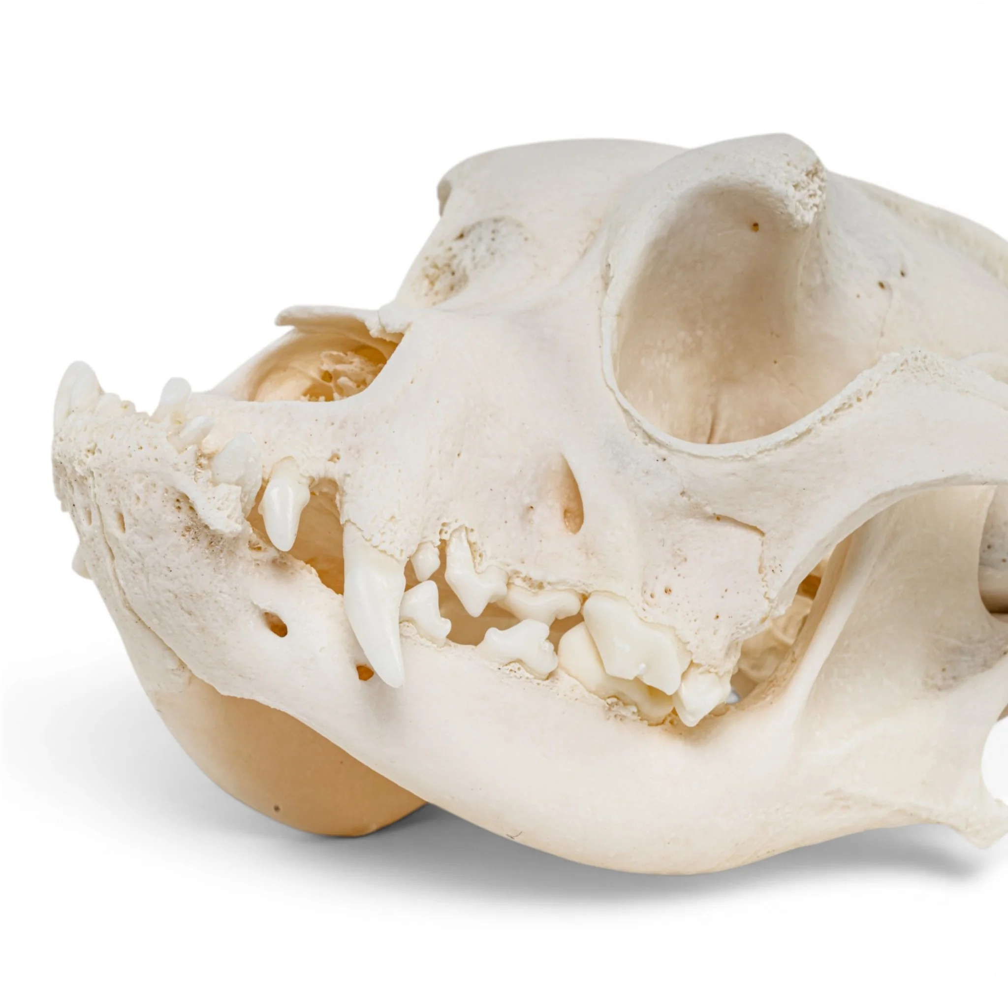 Real Domestic Dog - Boxer Skull - Image 8