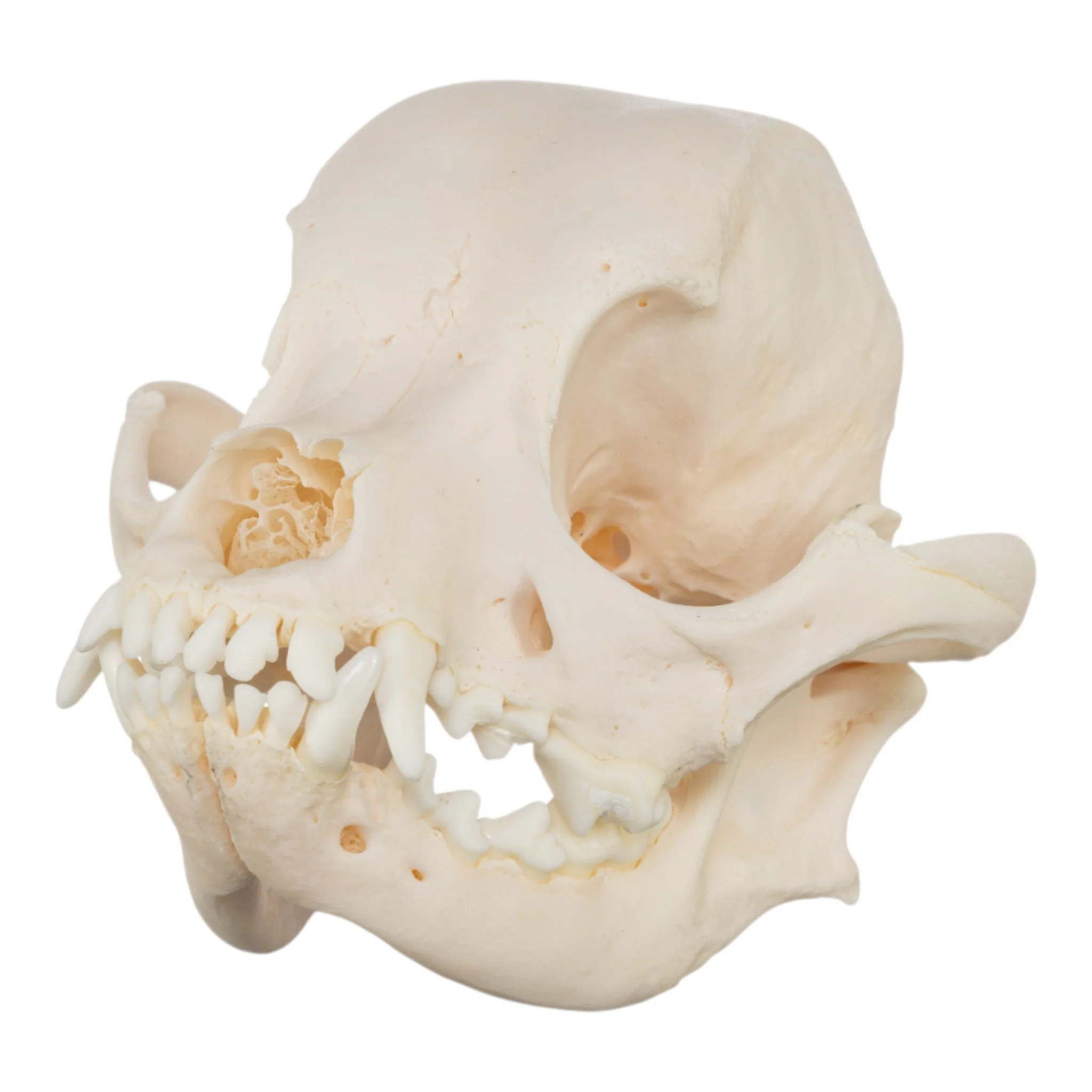 Real Domestic Dog Skull - Chihuahua Mix