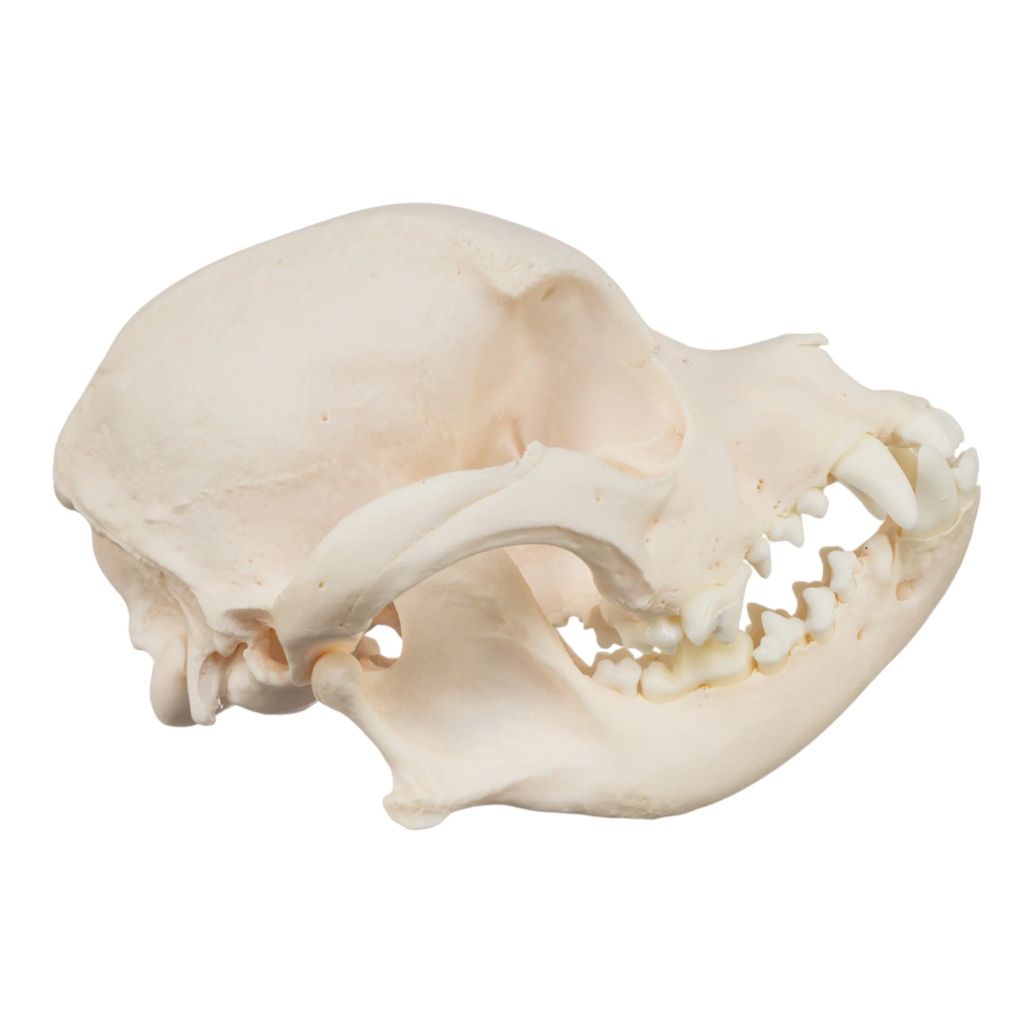 Real Domestic Dog Skull - Chihuahua Mix - Image 2