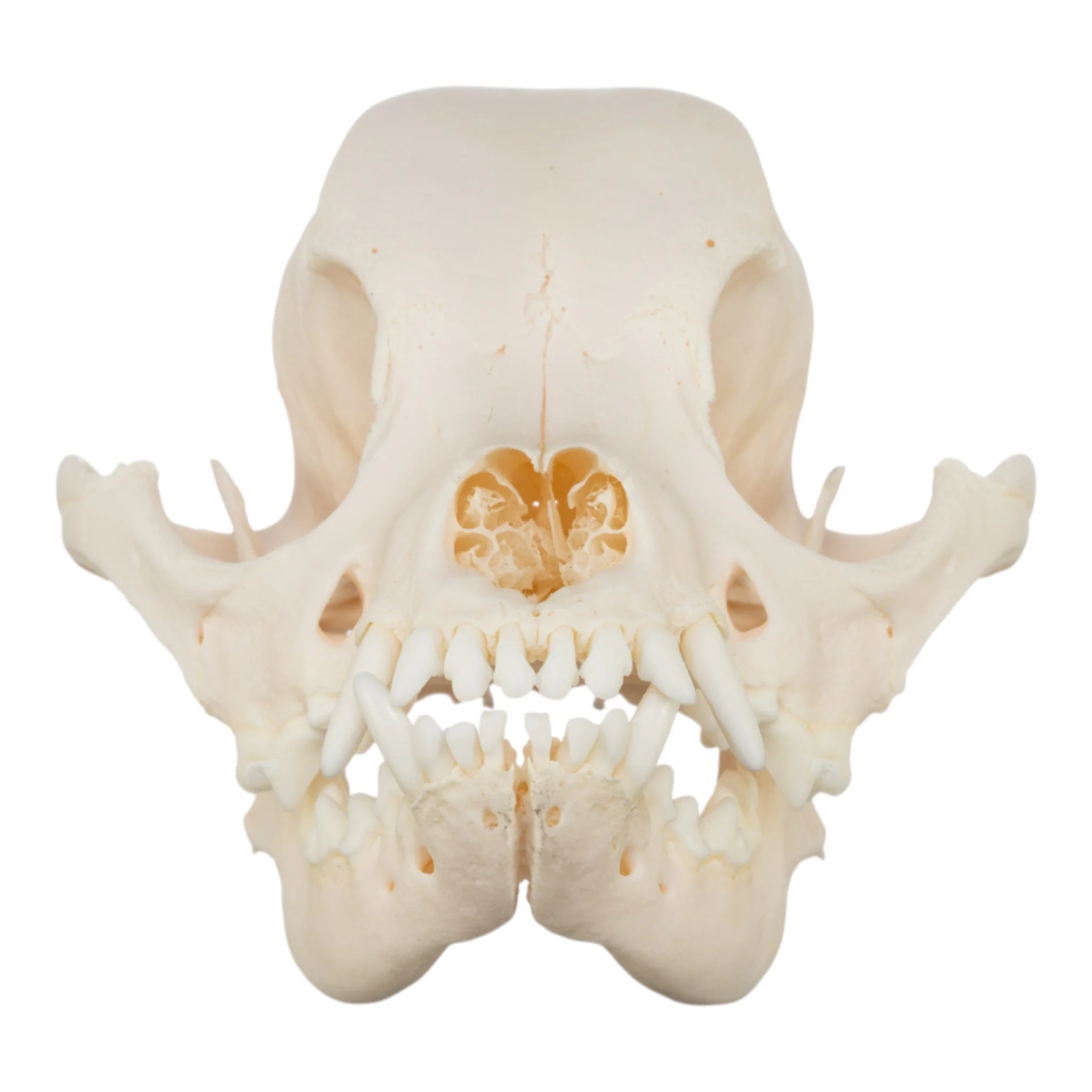 Real Domestic Dog Skull - Chihuahua Mix - Image 3