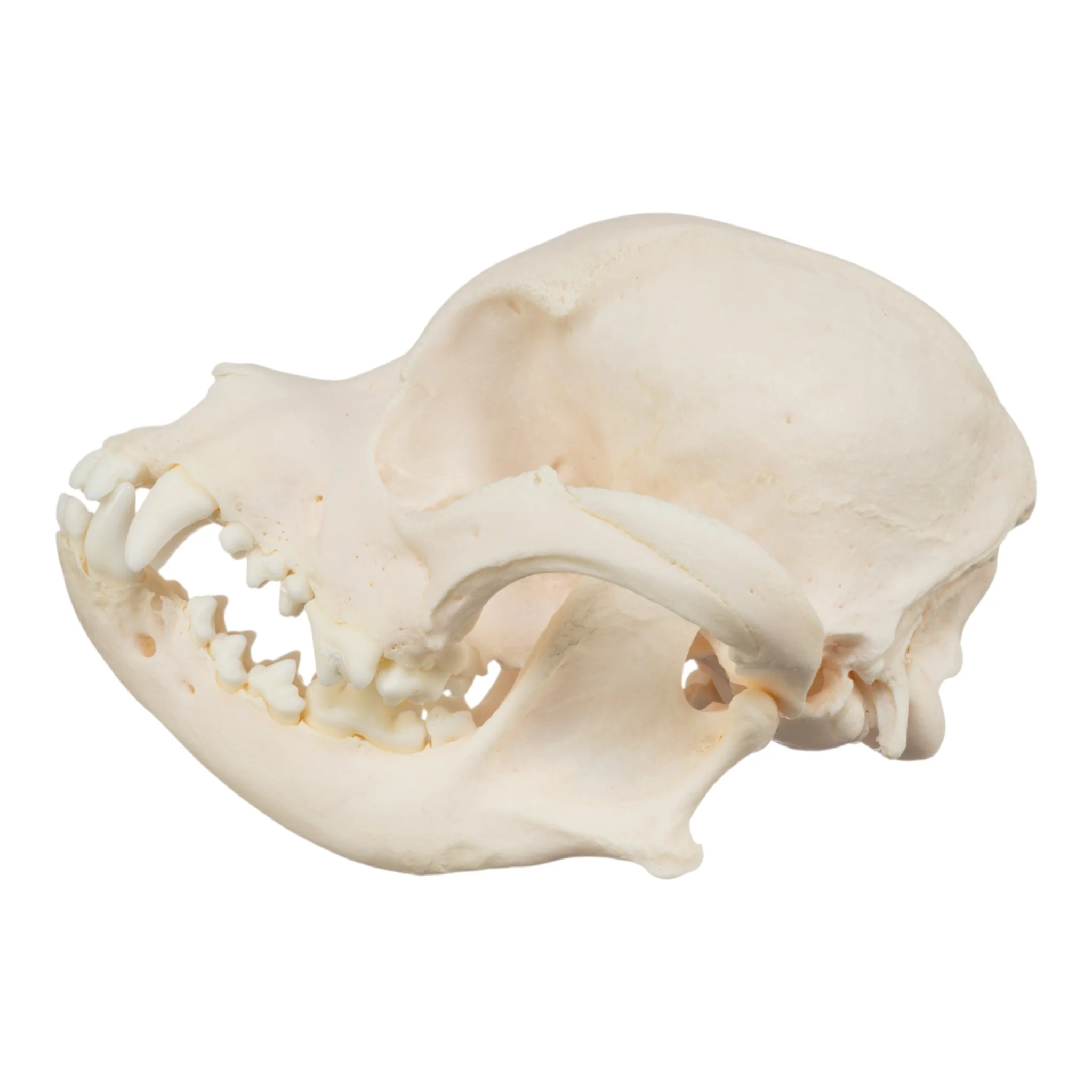 Real Domestic Dog Skull - Chihuahua Mix - Image 4