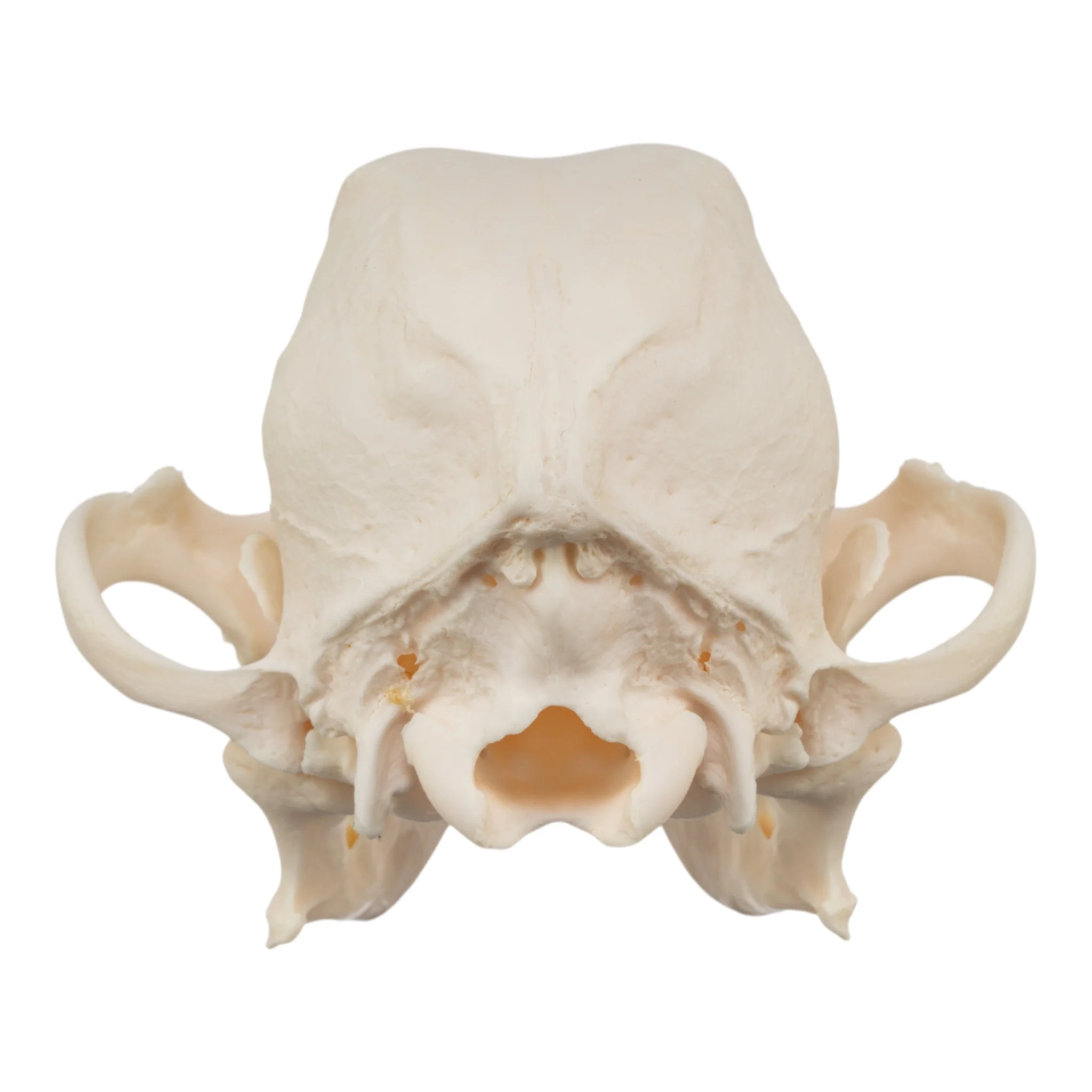 Real Domestic Dog Skull - Chihuahua Mix - Image 5