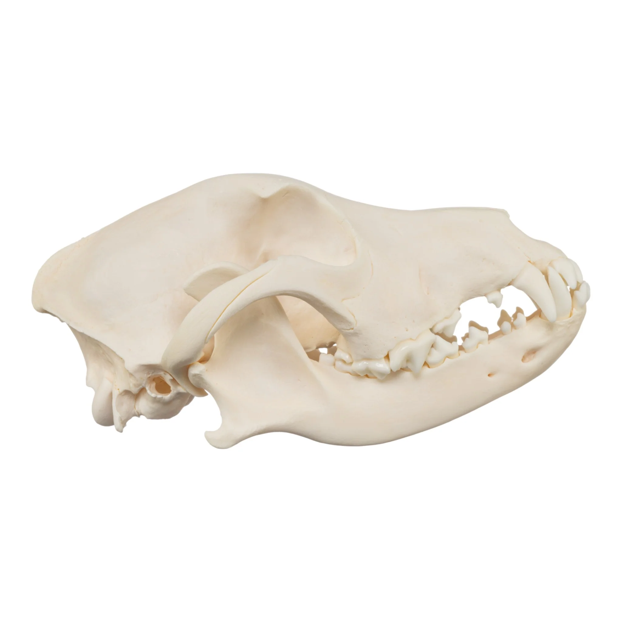 Real Domestic Dog Skull - Chow Chow - Image 2