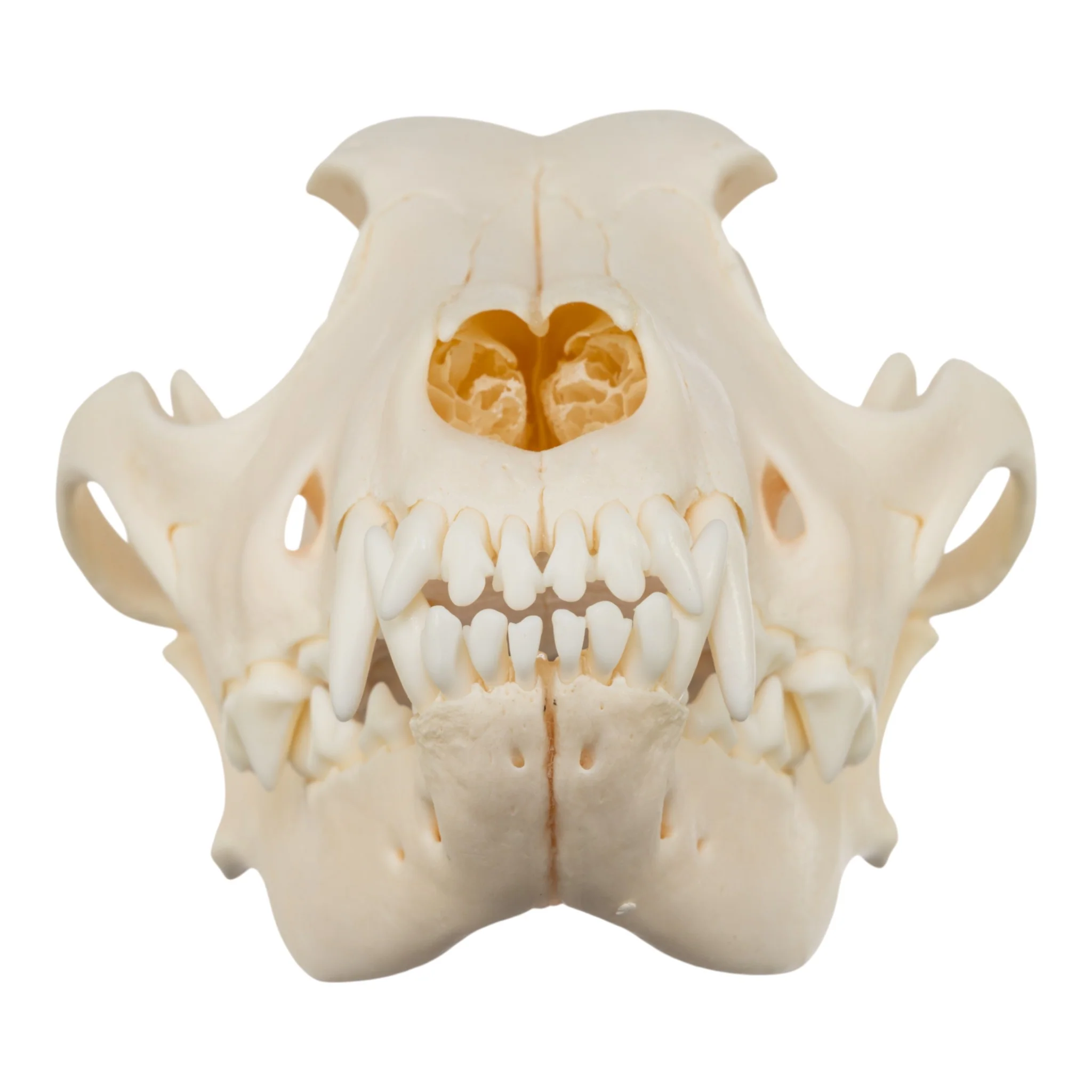 Real Domestic Dog Skull - Chow Chow - Image 3