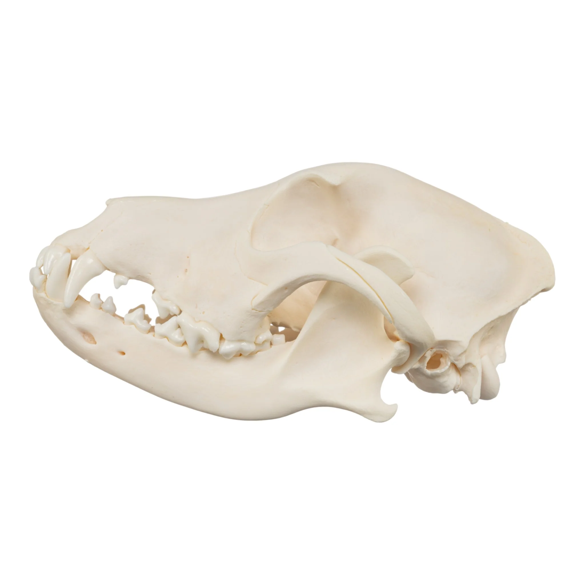 Real Domestic Dog Skull - Chow Chow - Image 4
