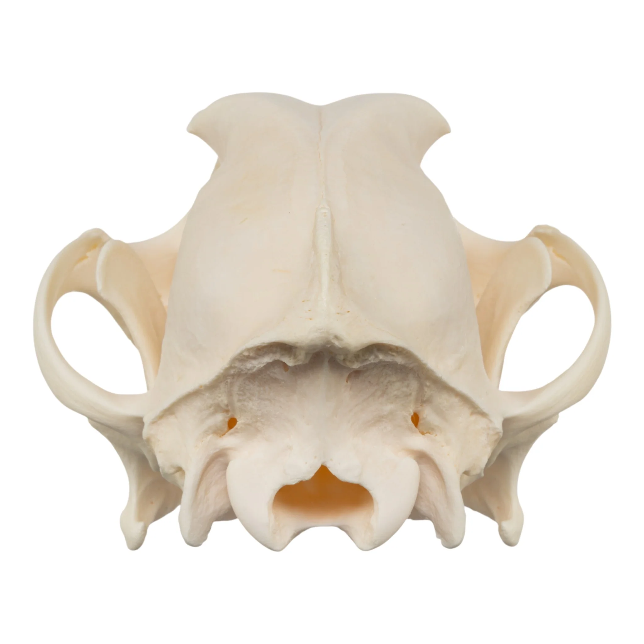 Real Domestic Dog Skull - Chow Chow - Image 5