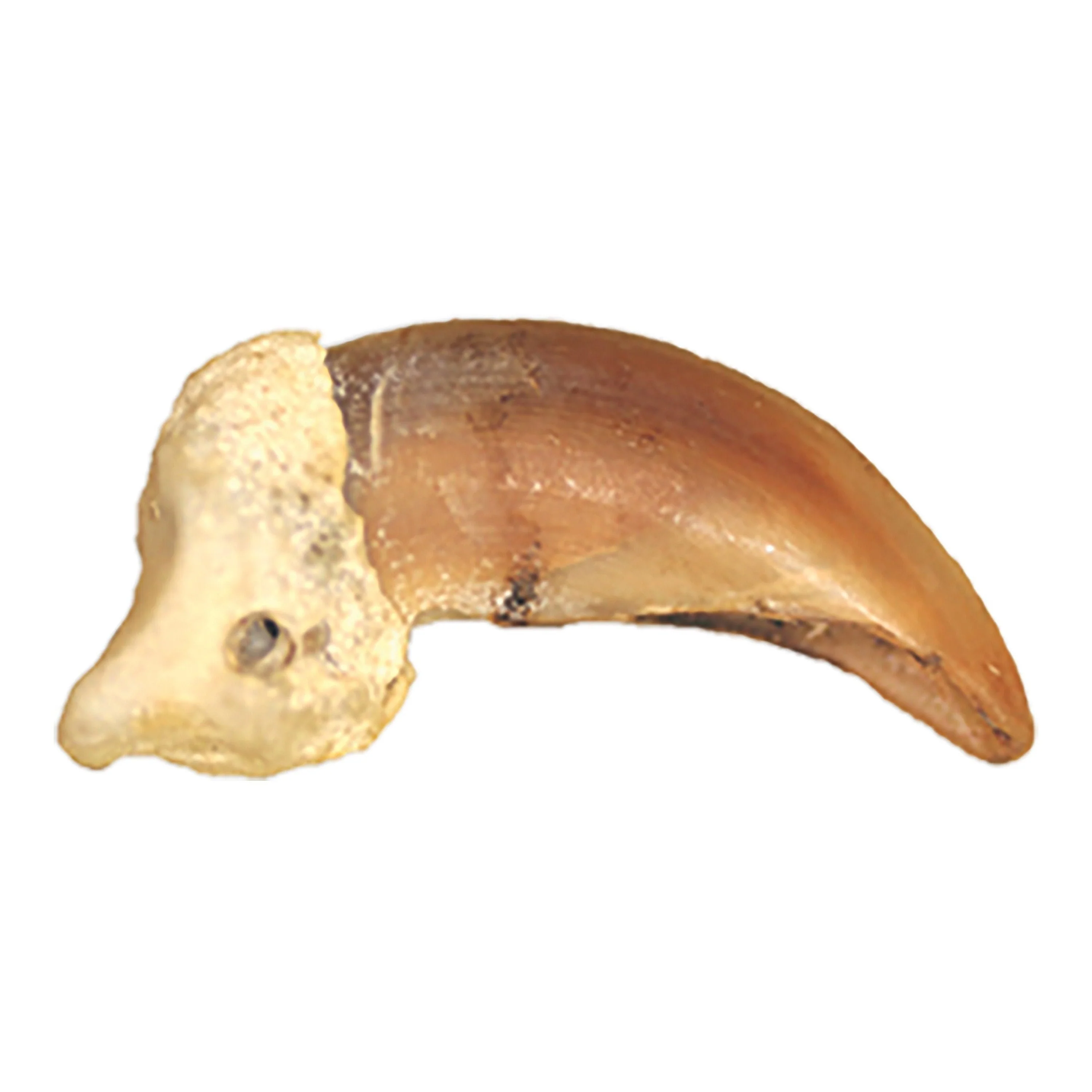 Real Domestic Dog Claw