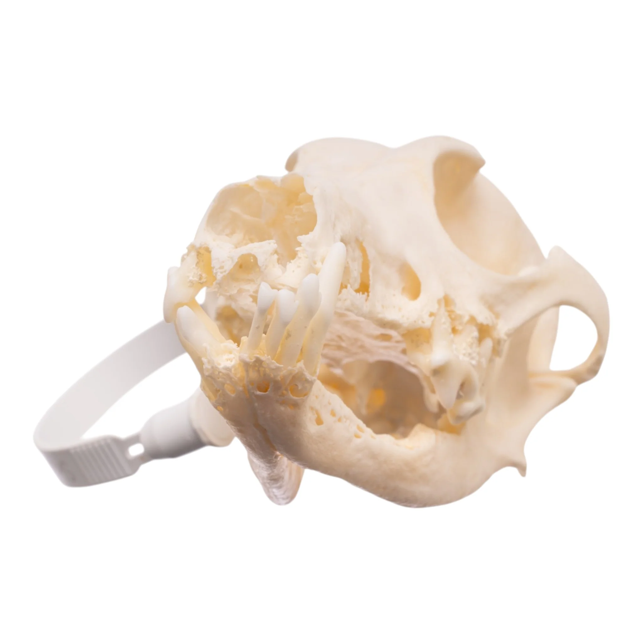 Real Domestic Dog Skull - Dachshund