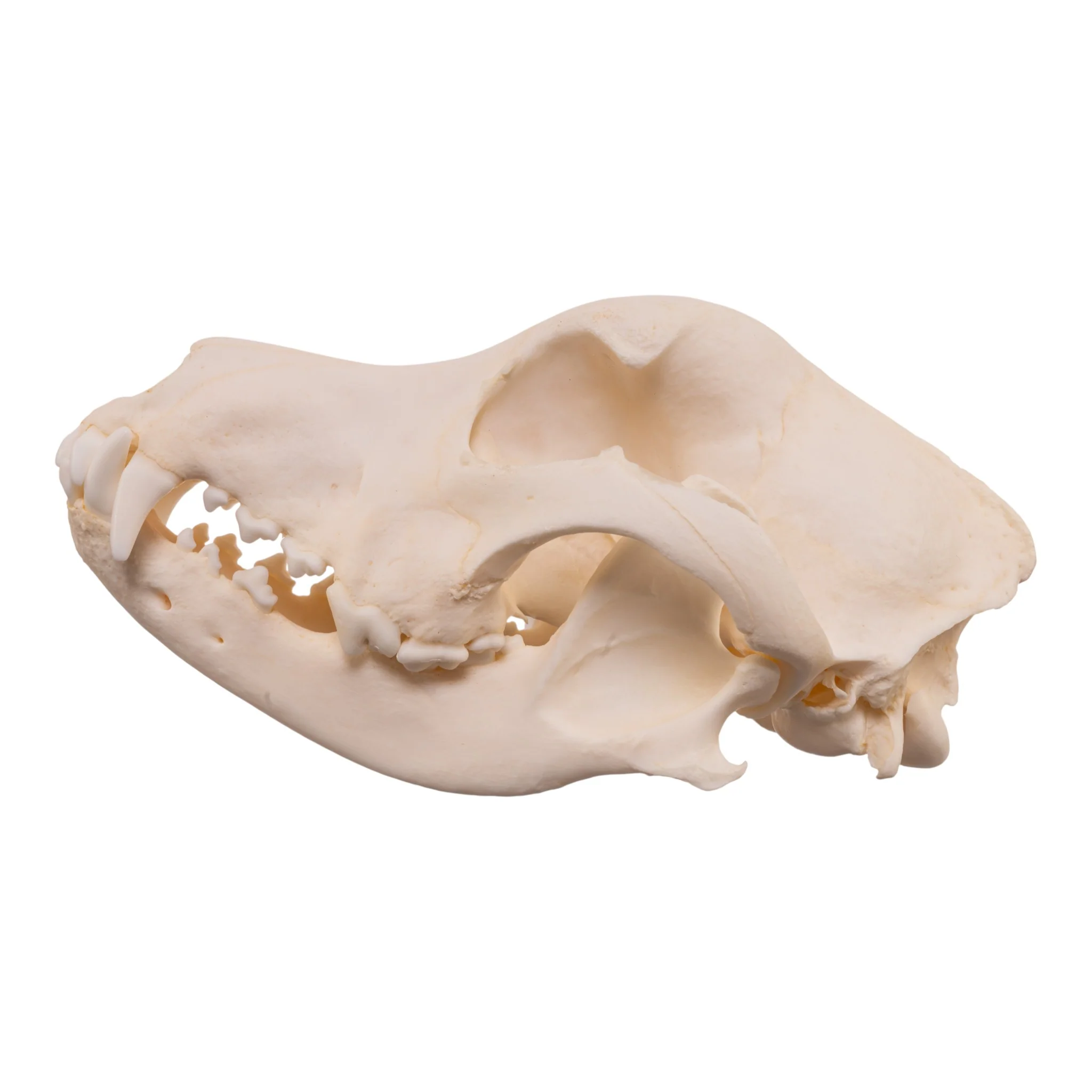 Real Domestic Dog - Dalmatian Skull - Image 4