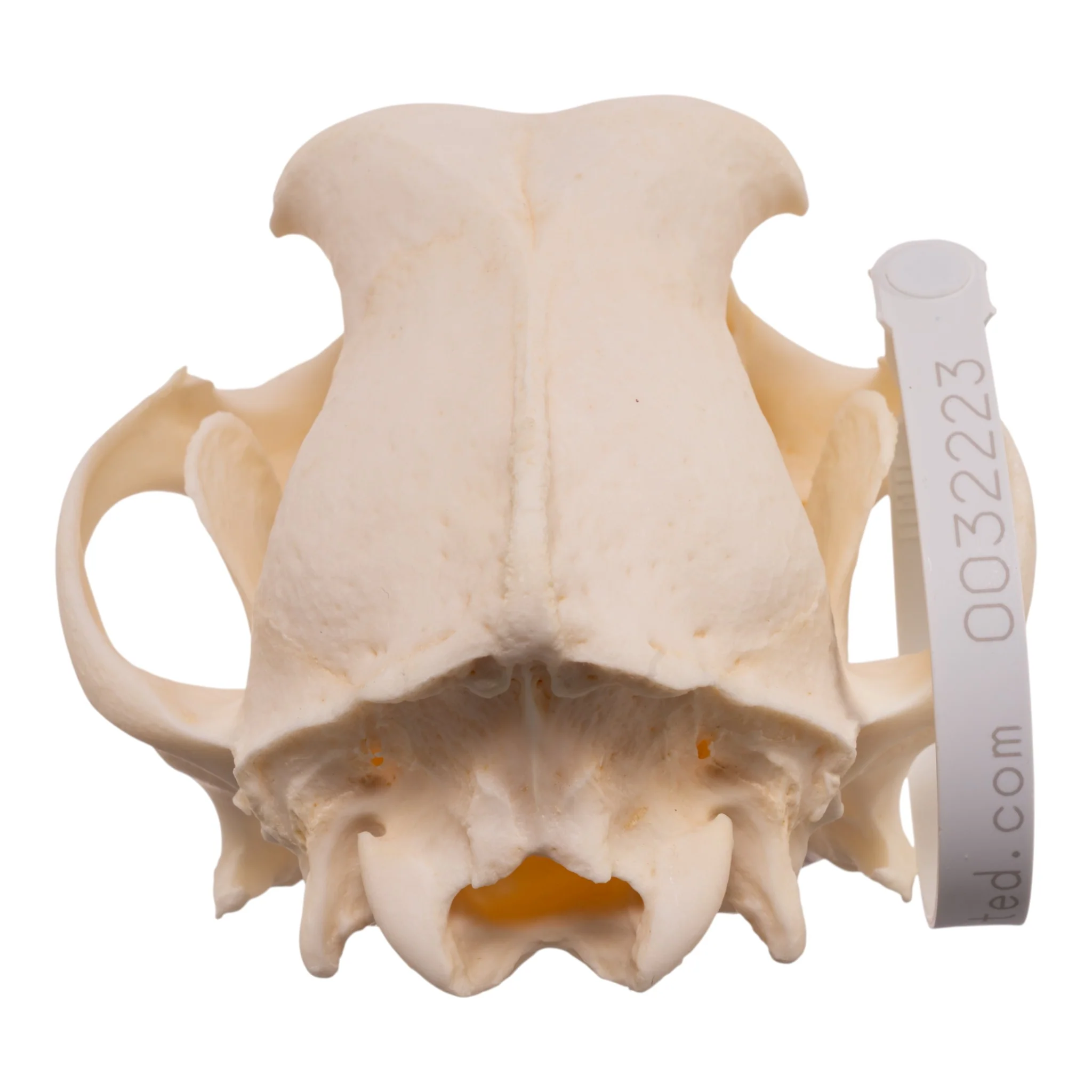 Real Domestic Dog - Dalmatian Skull - Image 5