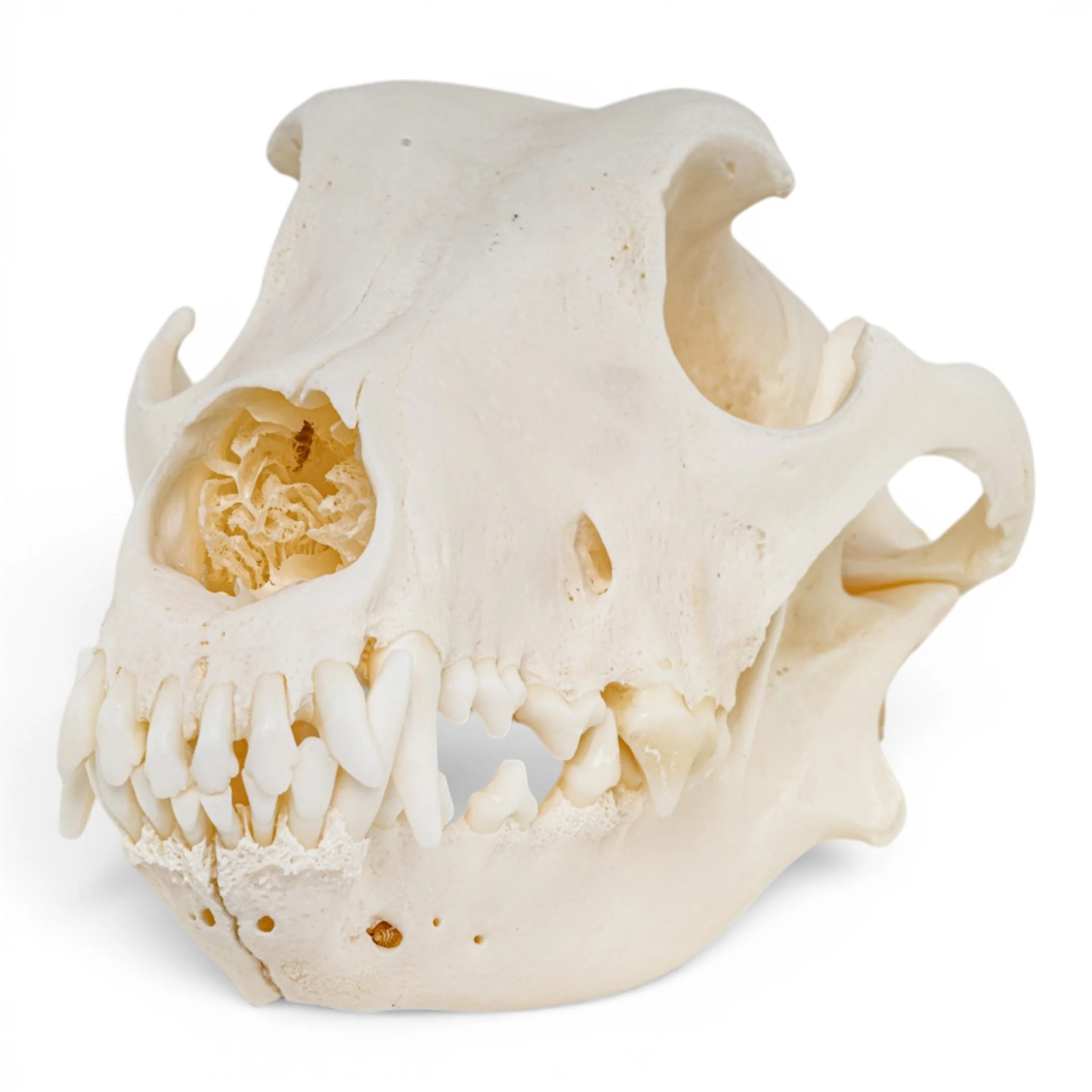 New Arrivals - Animal Skulls + Skeletons