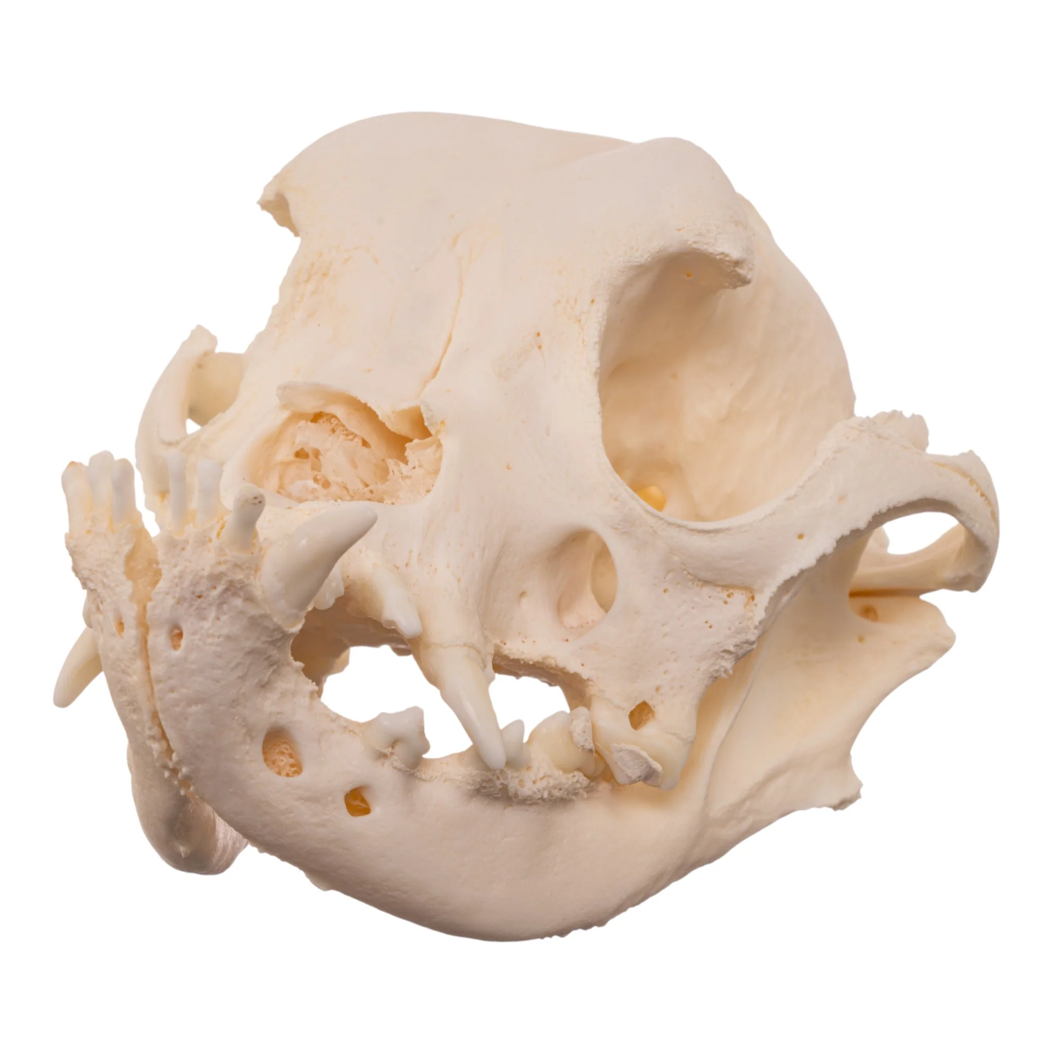 Real Domestic Dog - English Bulldog Skull - Brachycephalic