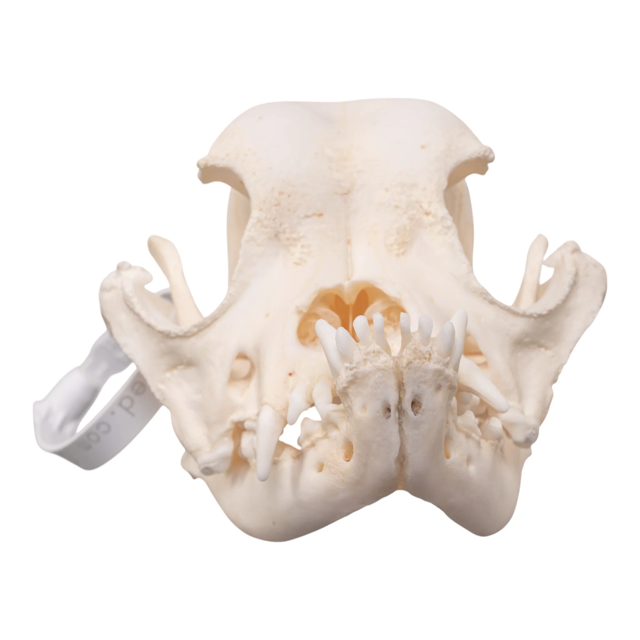Real Domestic Dog - English Bulldog Skull - Brachycephalic - Image 3