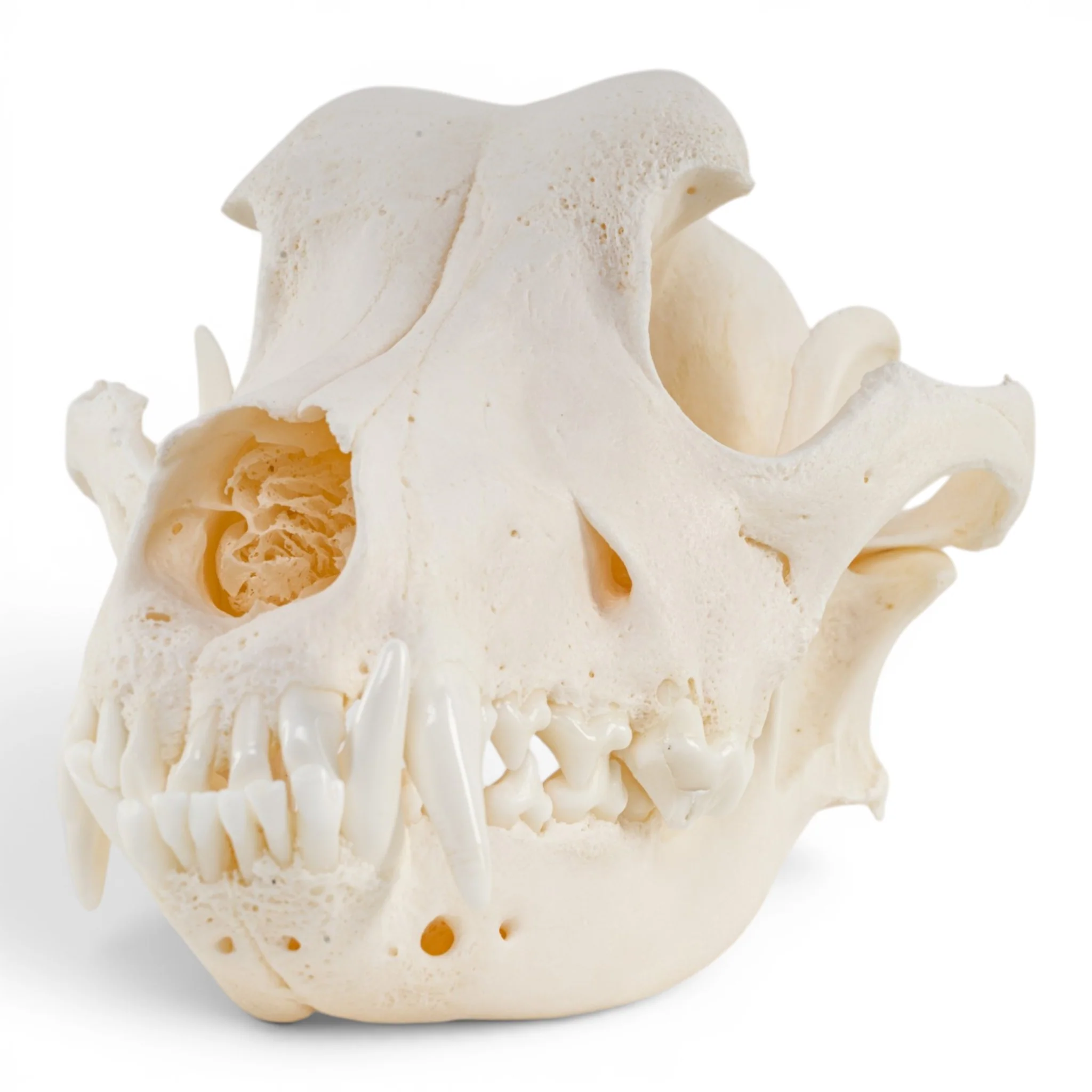 Real Domestic Dog - German Shepherd Skull - Pathology