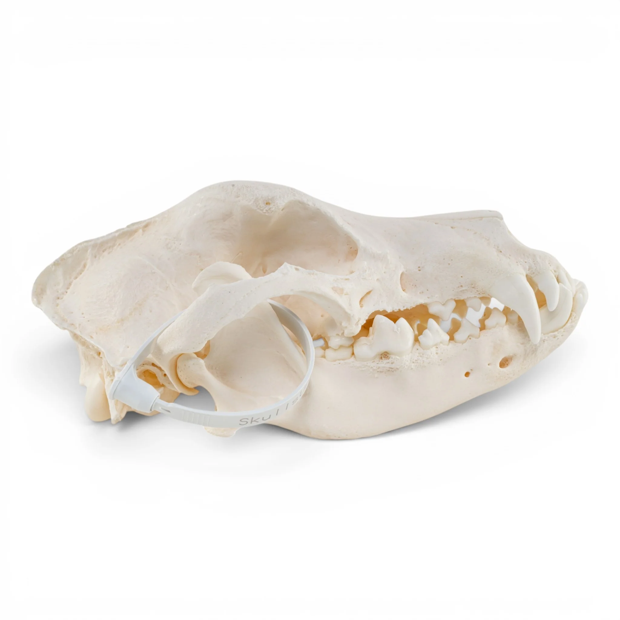 Real Domestic Dog - German Shepherd Skull - Pathology - Image 2