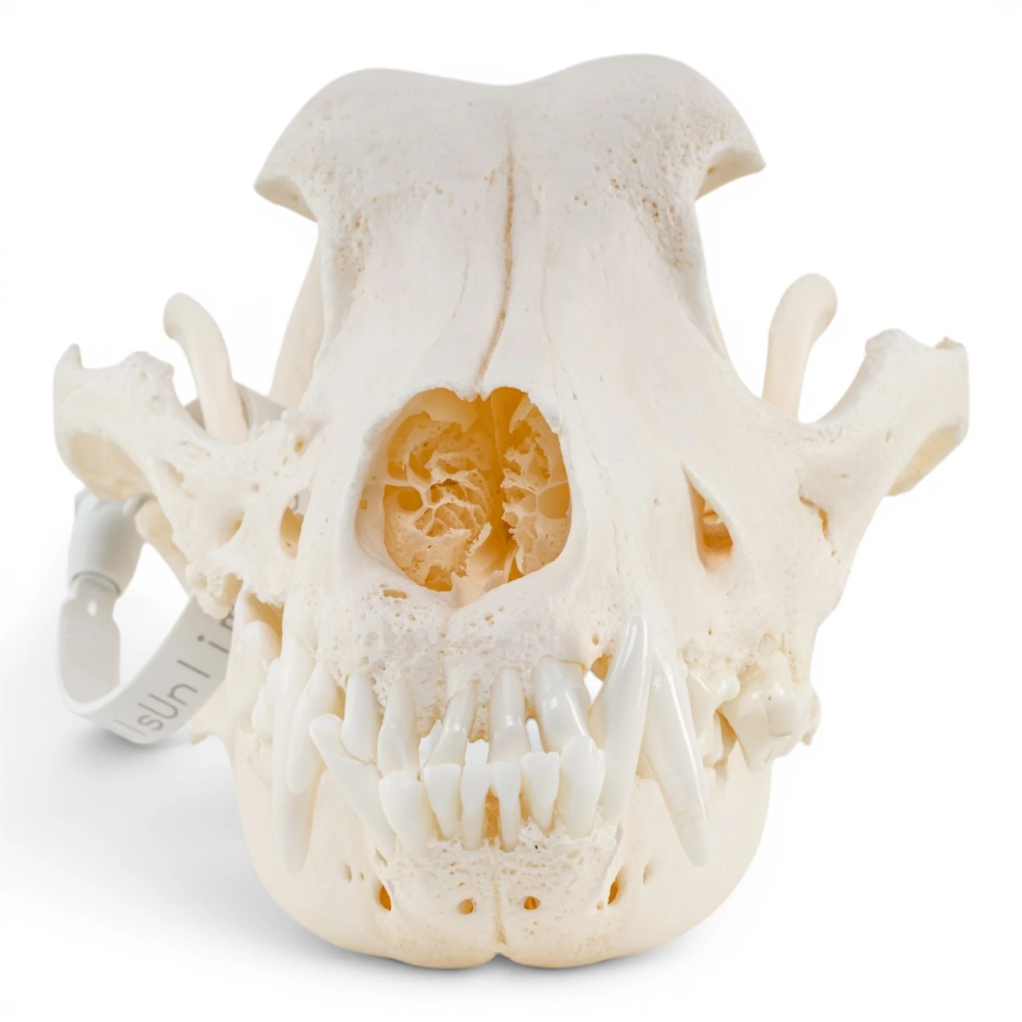 Real Domestic Dog - German Shepherd Skull - Pathology - Image 3