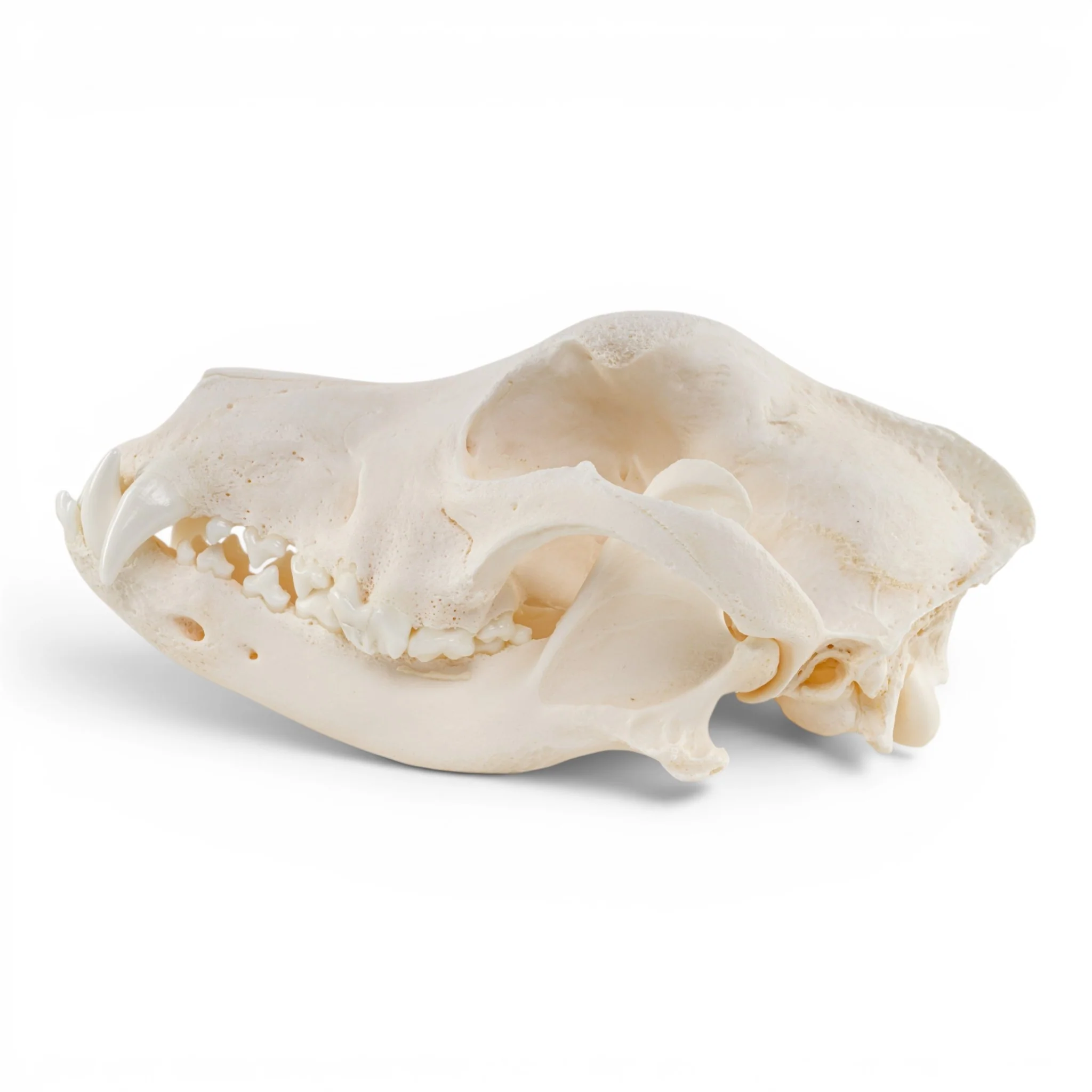 Real Domestic Dog - German Shepherd Skull - Pathology - Image 4