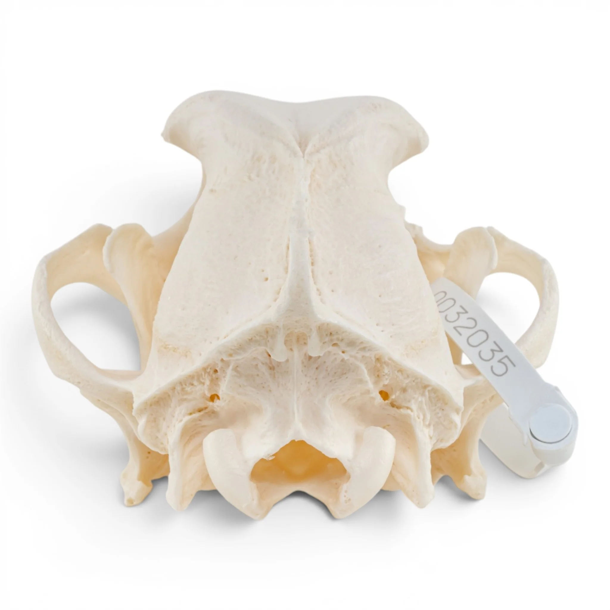 Real Domestic Dog - German Shepherd Skull - Pathology - Image 5