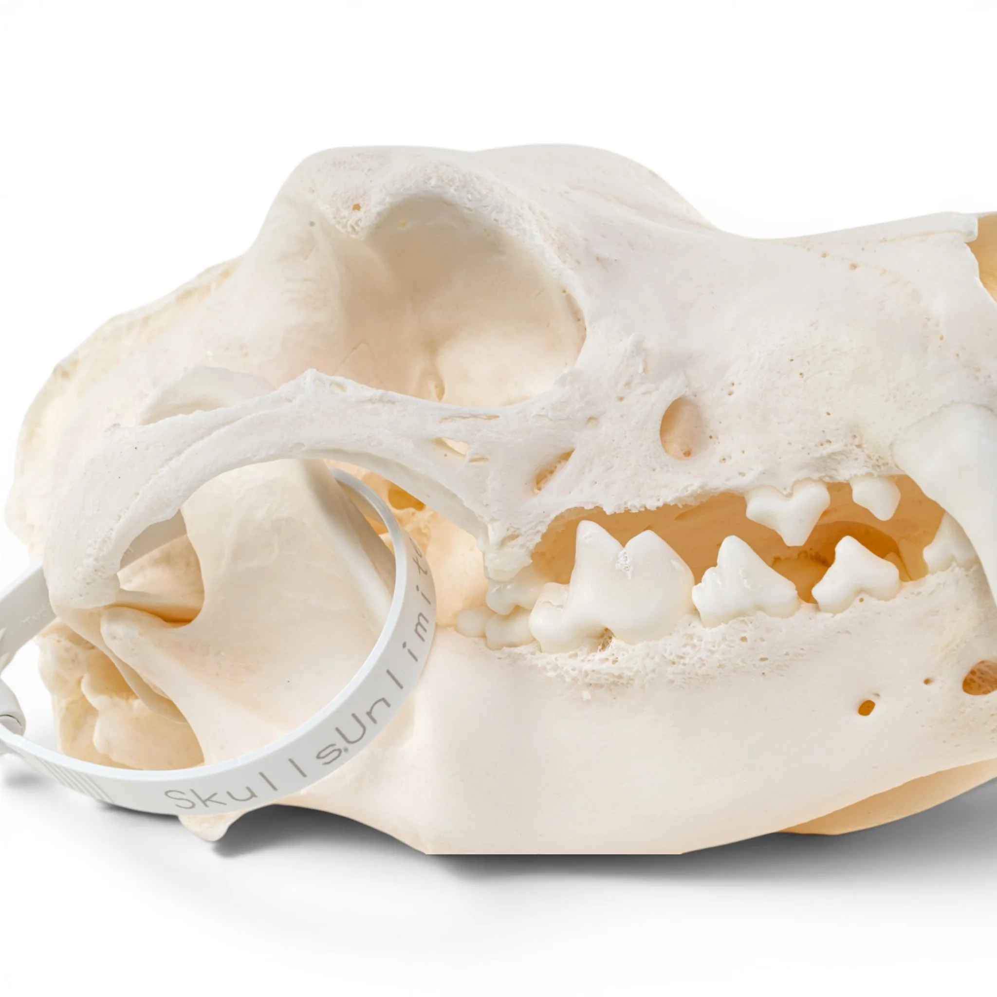 Real Domestic Dog - German Shepherd Skull - Pathology - Image 6