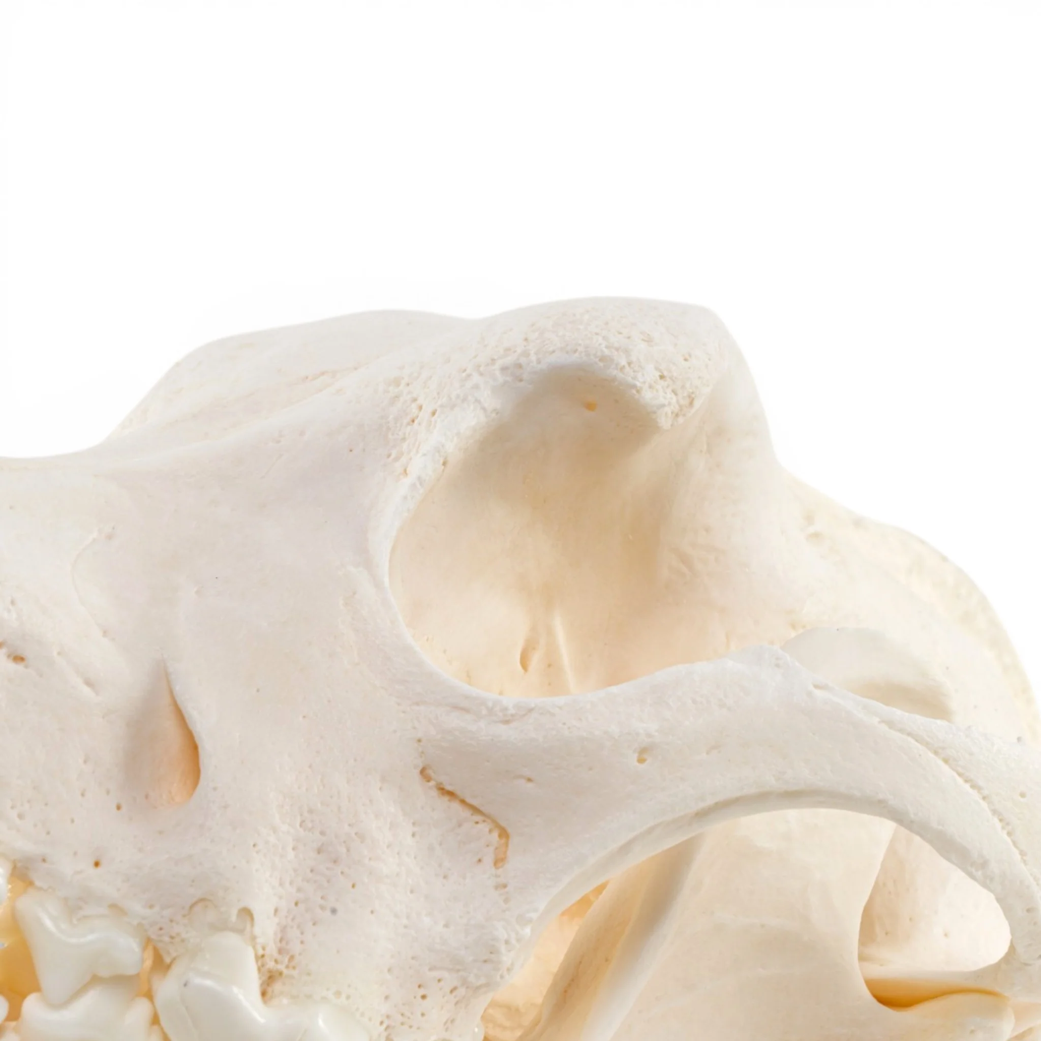 Real Domestic Dog - German Shepherd Skull - Pathology - Image 7