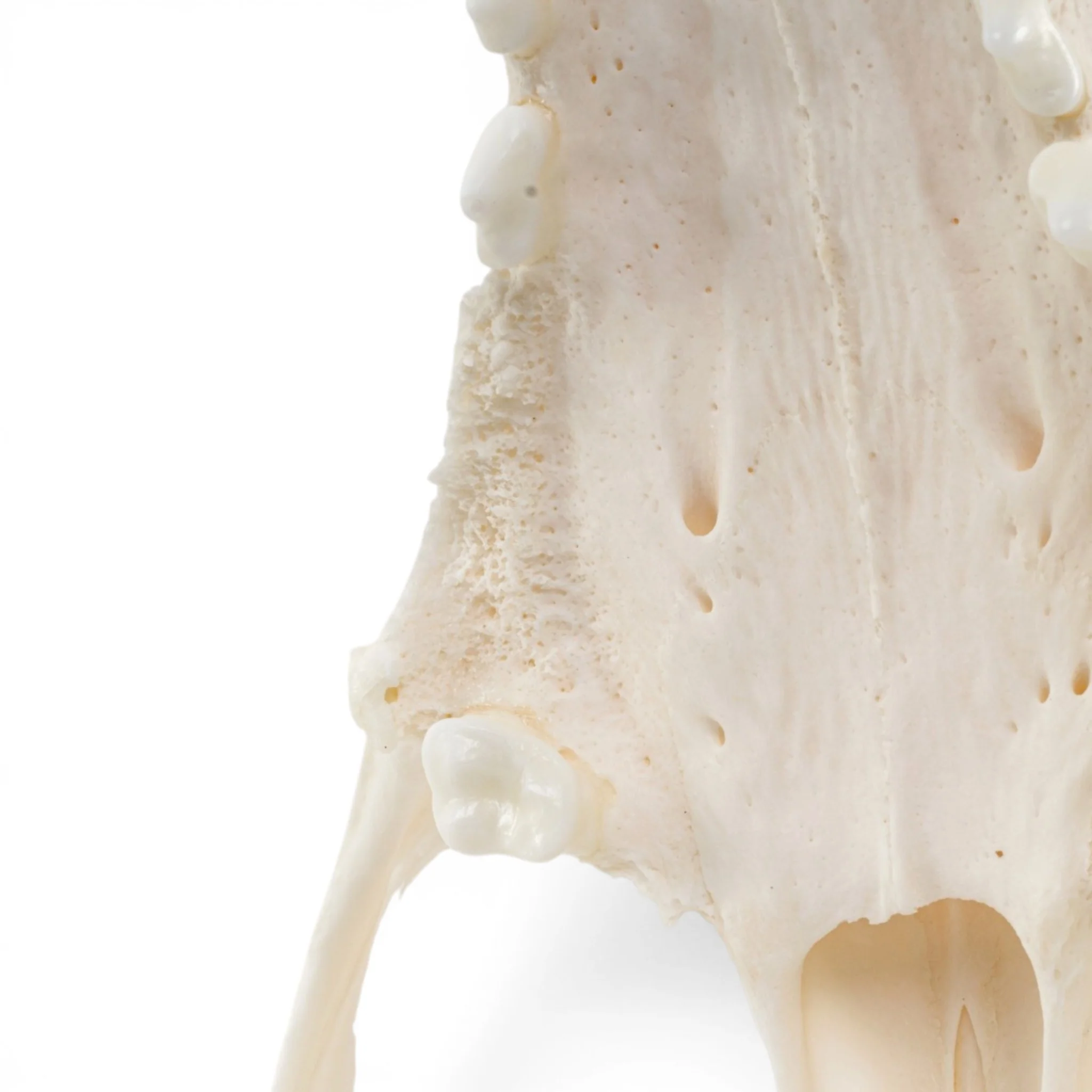 Real Domestic Dog - German Shepherd Skull - Pathology - Image 8