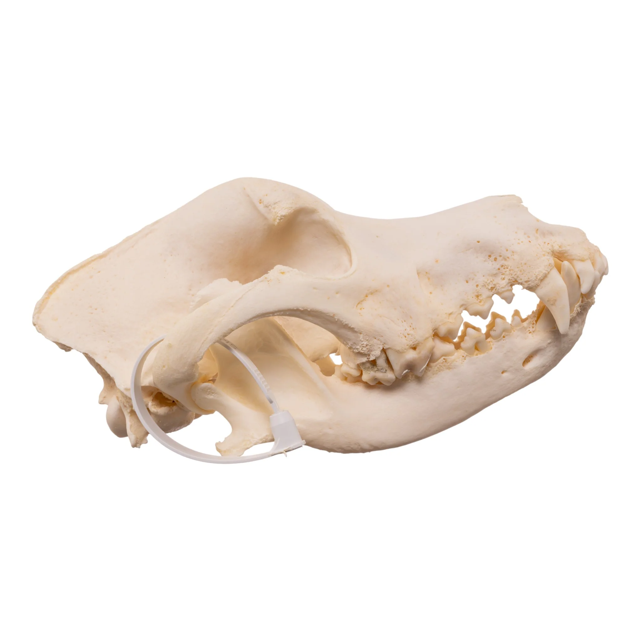 Real Domestic Dog - Great Pyrenees Skull - Image 2