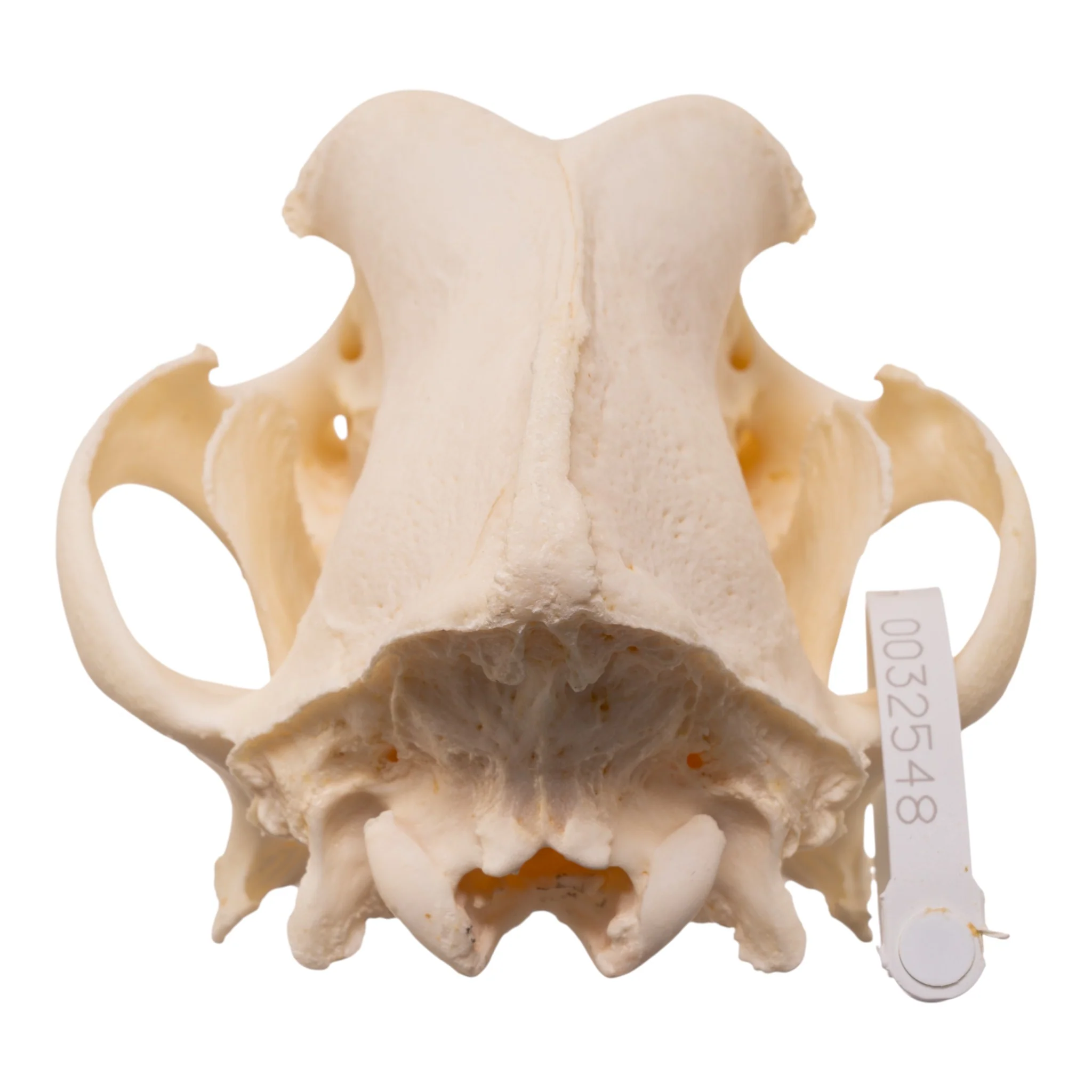 Real Domestic Dog - Great Pyrenees Skull - Image 5