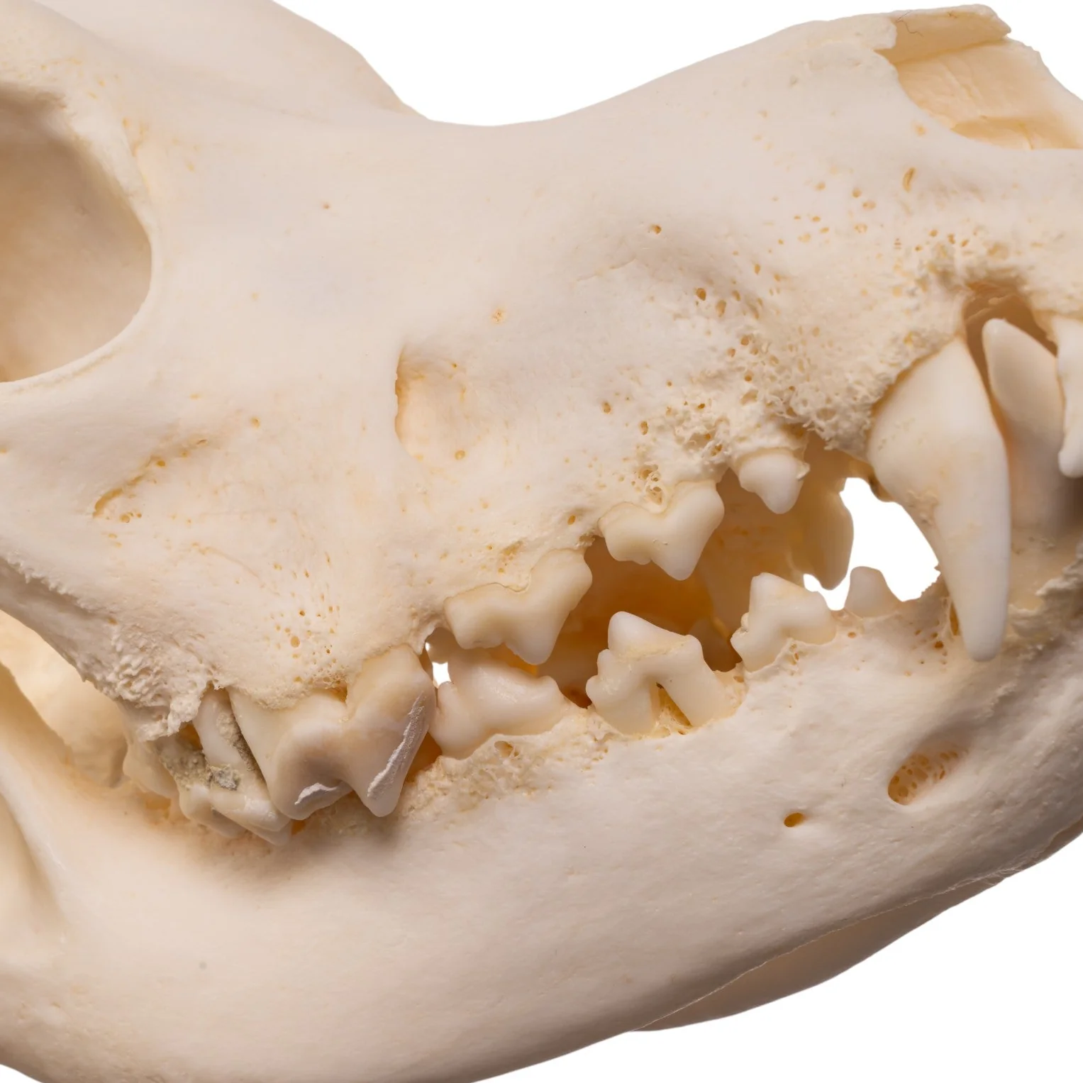 Real Domestic Dog - Great Pyrenees Skull - Image 6