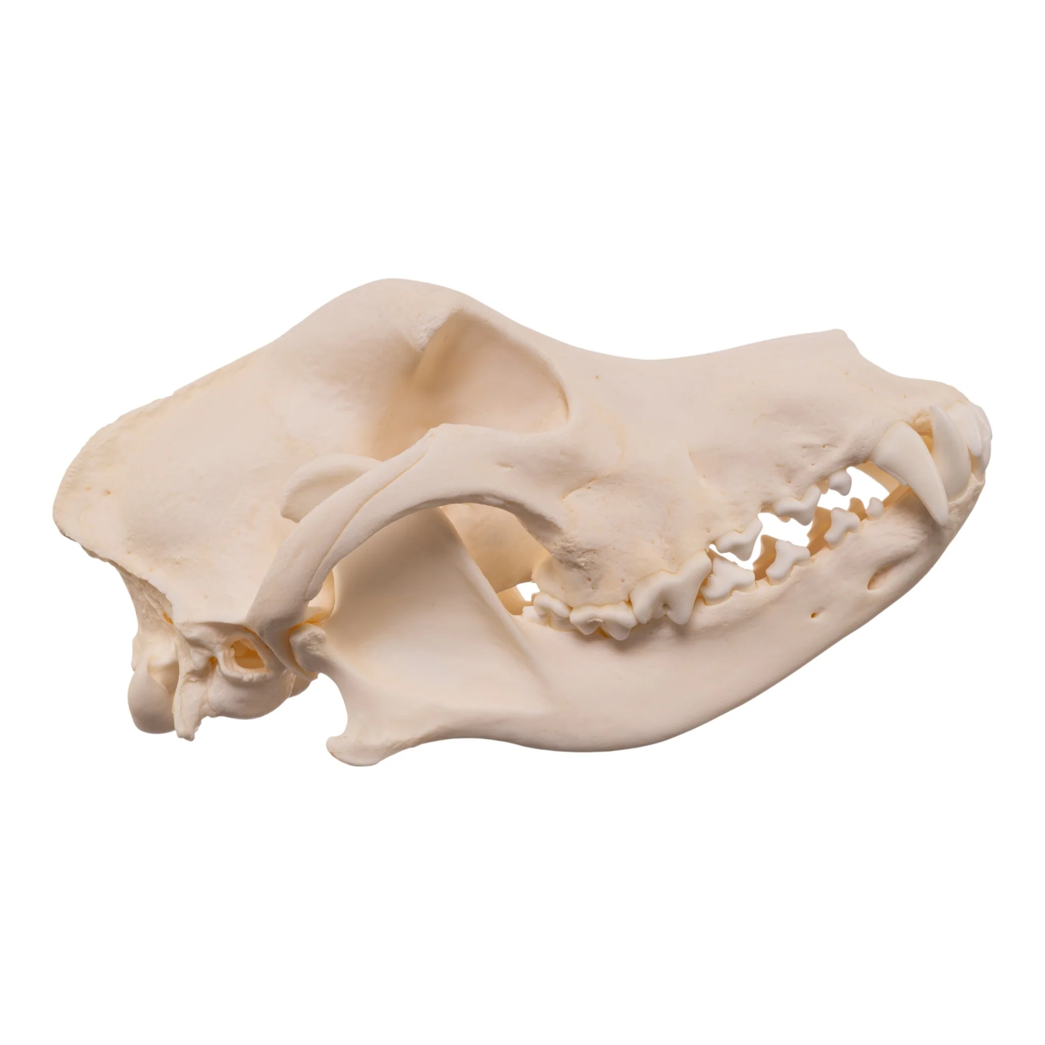 Real Domestic Dog - Husky Skull - Image 2