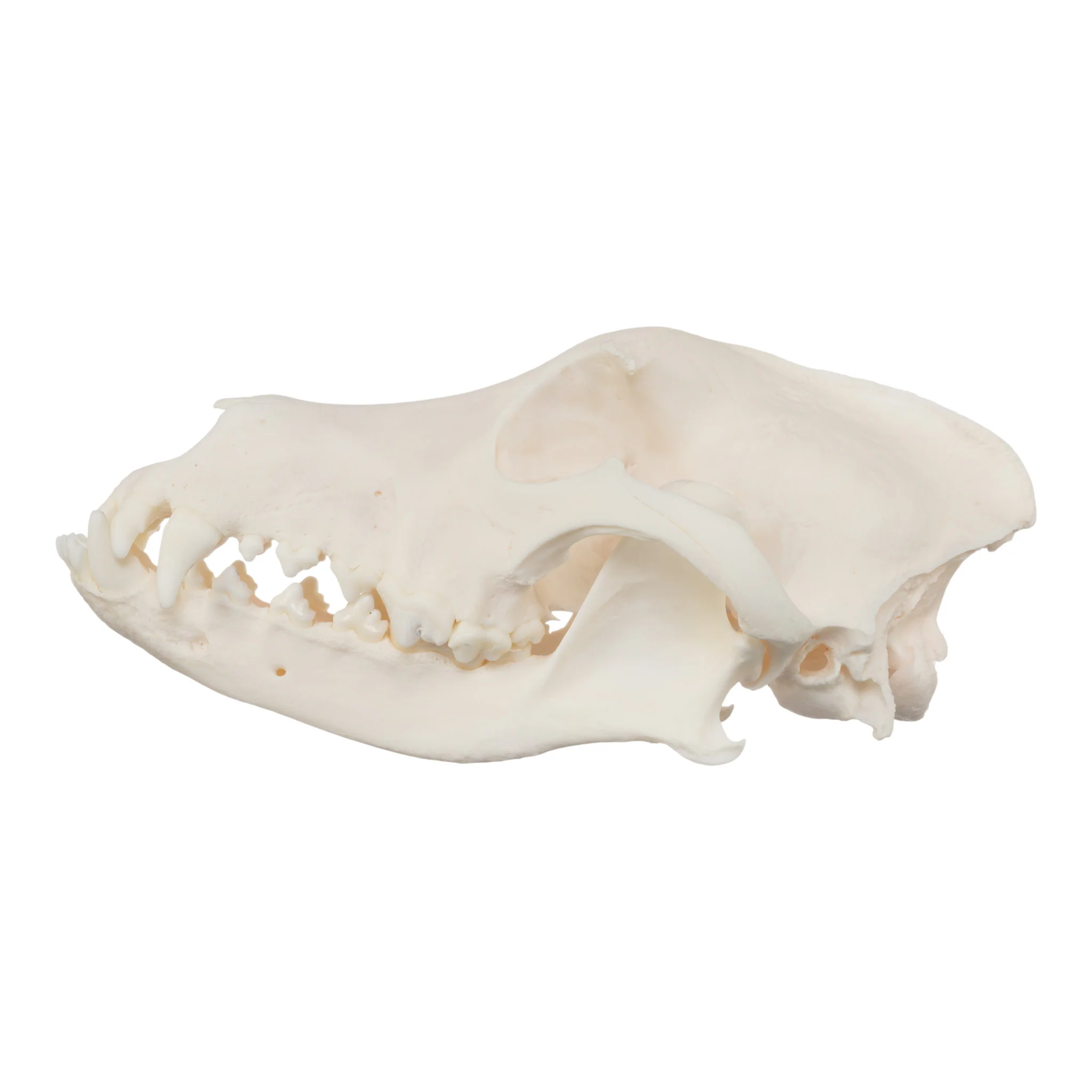 Real Domestic Dog Skull - Husky (Underbite) - Image 4
