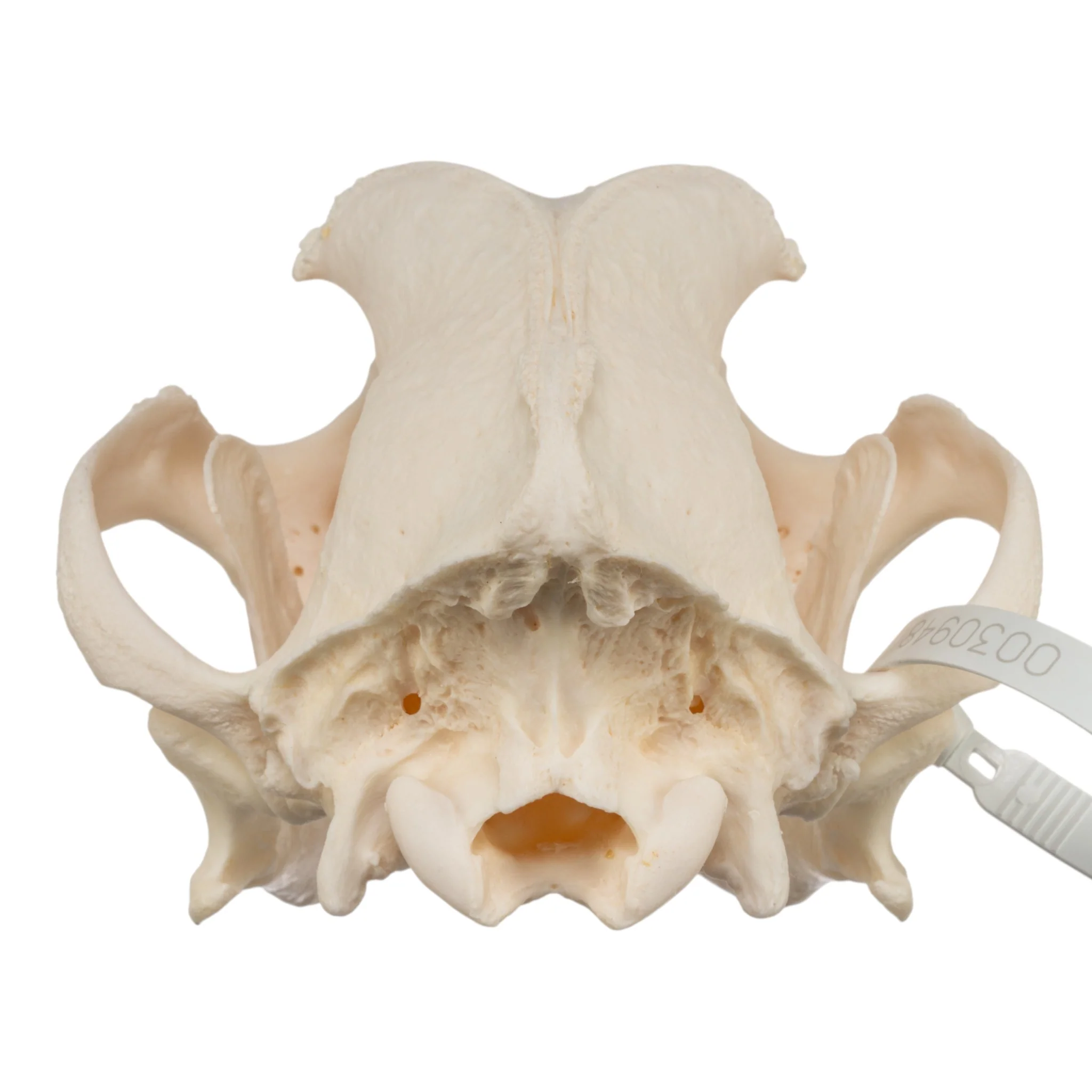 Real Domestic Dog Skull - Mastiff - Image 5