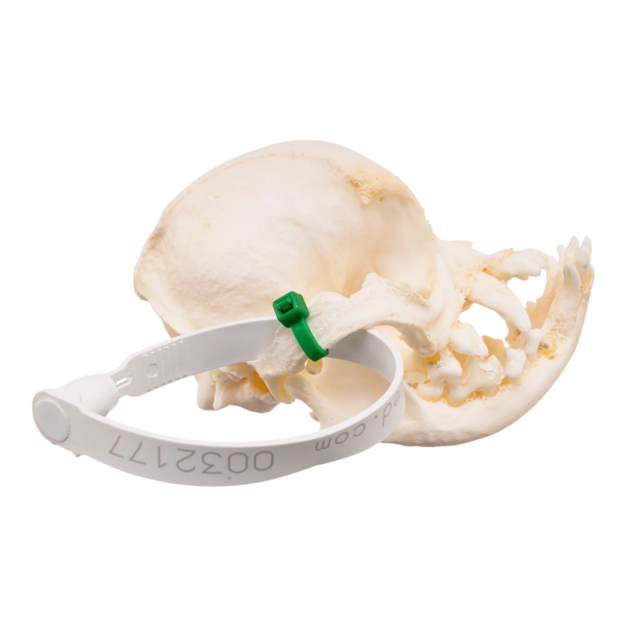 Real Domestic Dog Skull -Pug -Pathology - Image 2