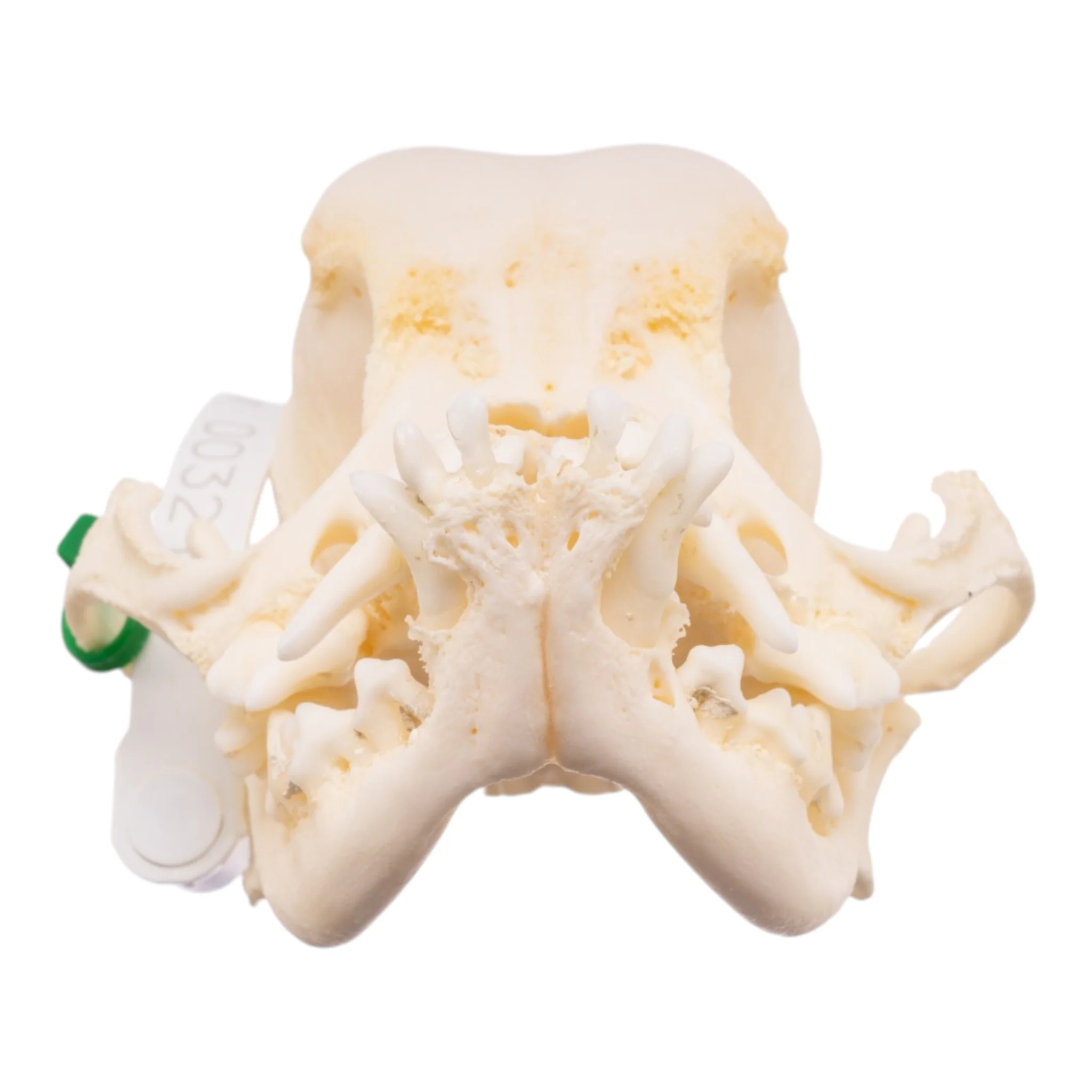 Real Domestic Dog Skull -Pug -Pathology - Image 3
