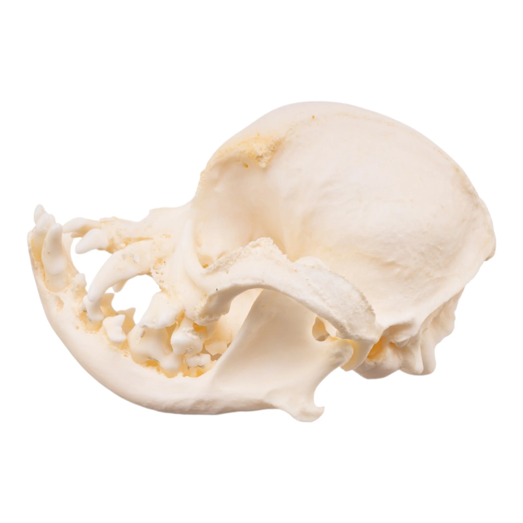 Real Domestic Dog Skull -Pug -Pathology - Image 4