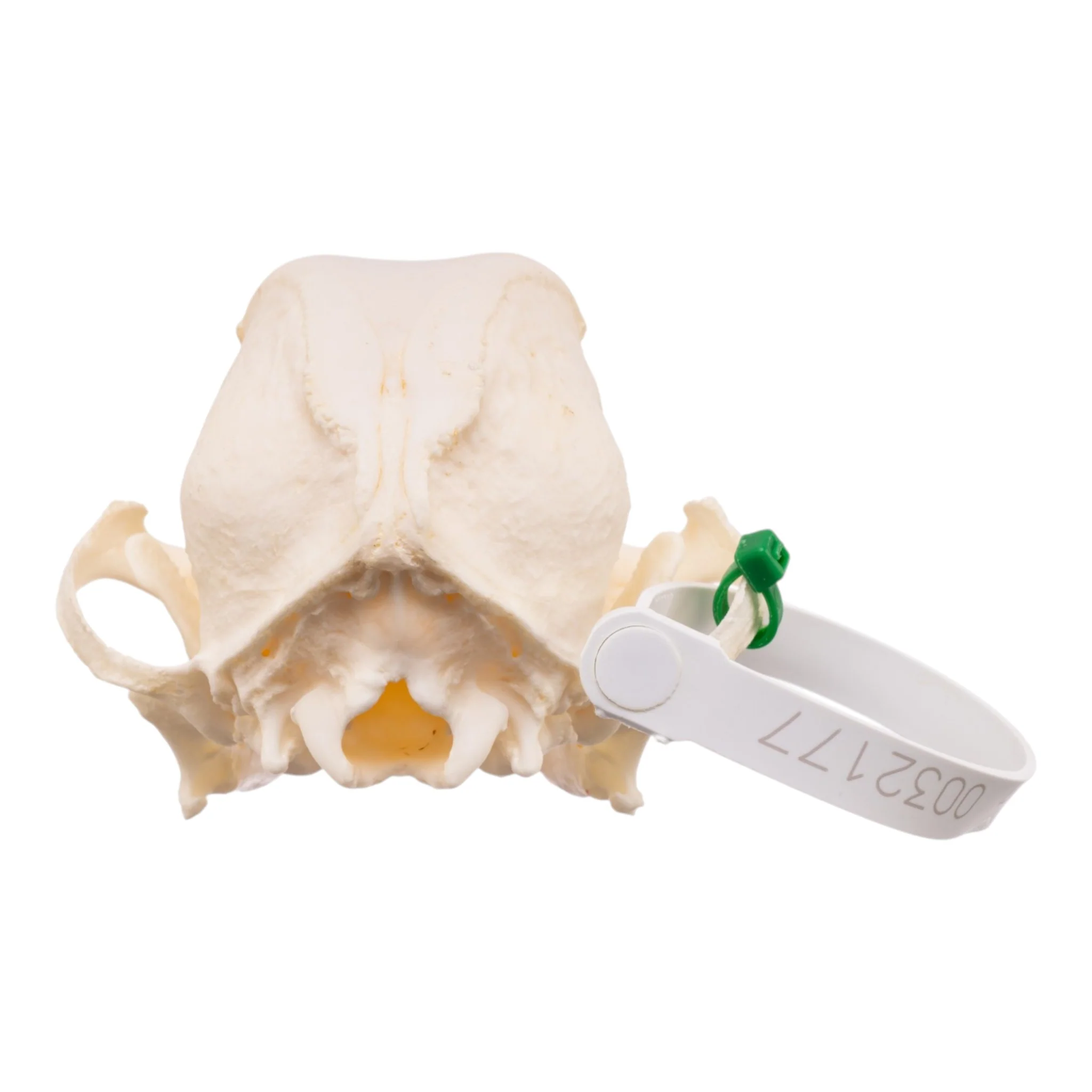 Real Domestic Dog Skull -Pug -Pathology - Image 5
