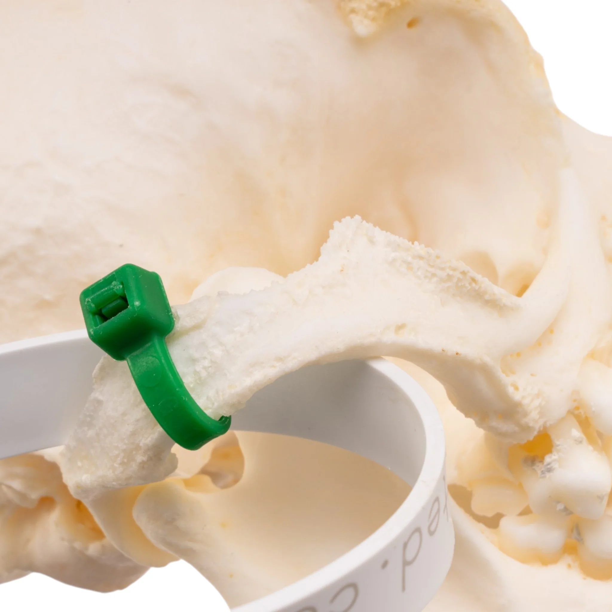 Real Domestic Dog Skull -Pug -Pathology - Image 6