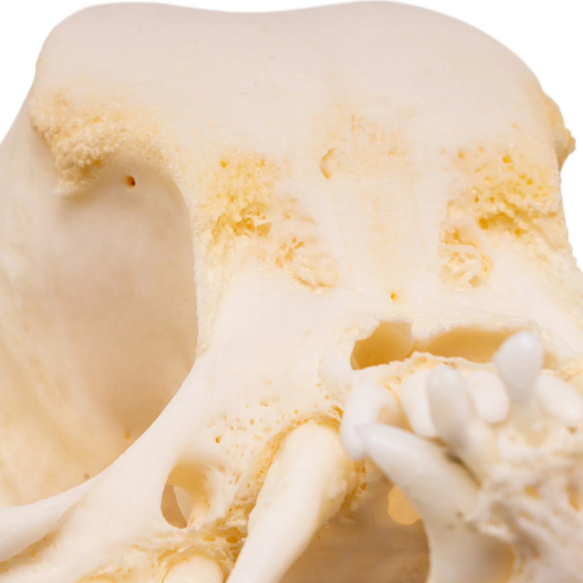 Real Domestic Dog Skull -Pug -Pathology - Image 7