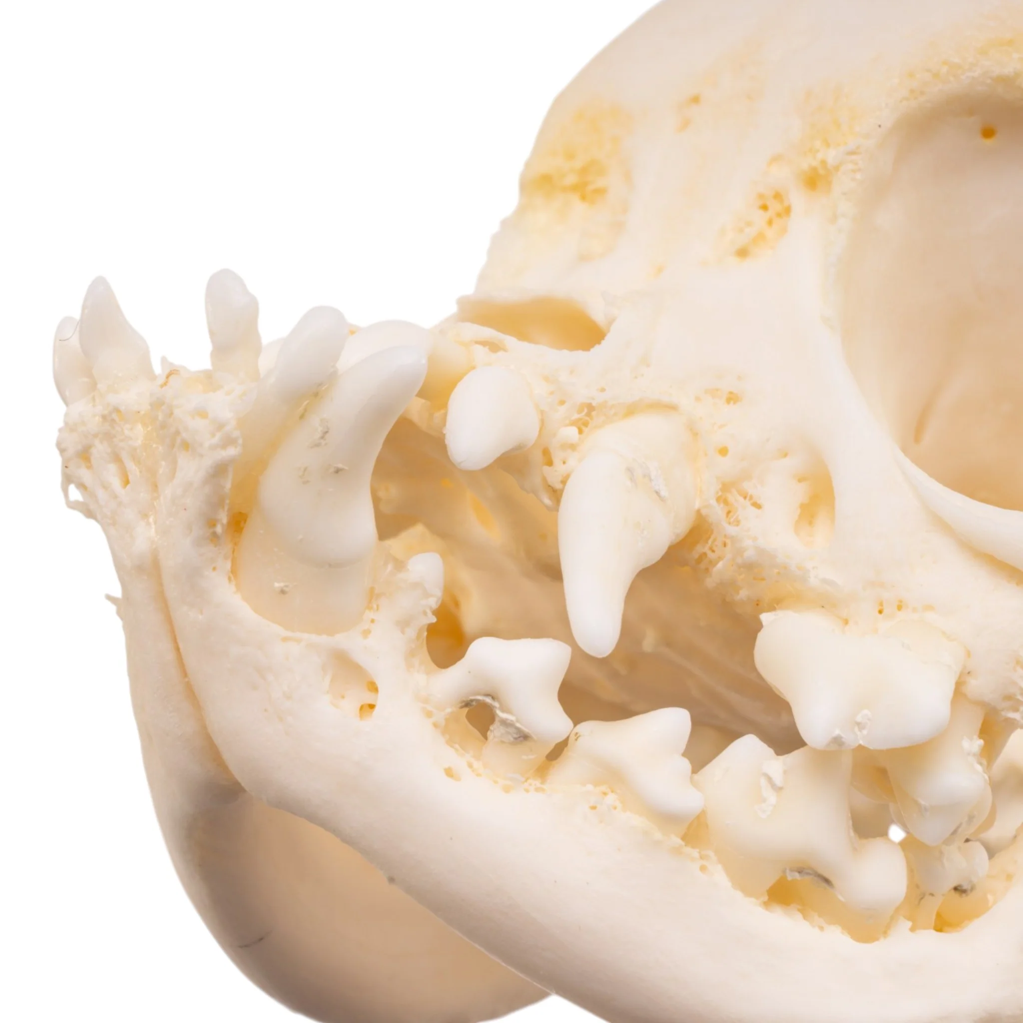 Real Domestic Dog Skull -Pug -Pathology - Image 8