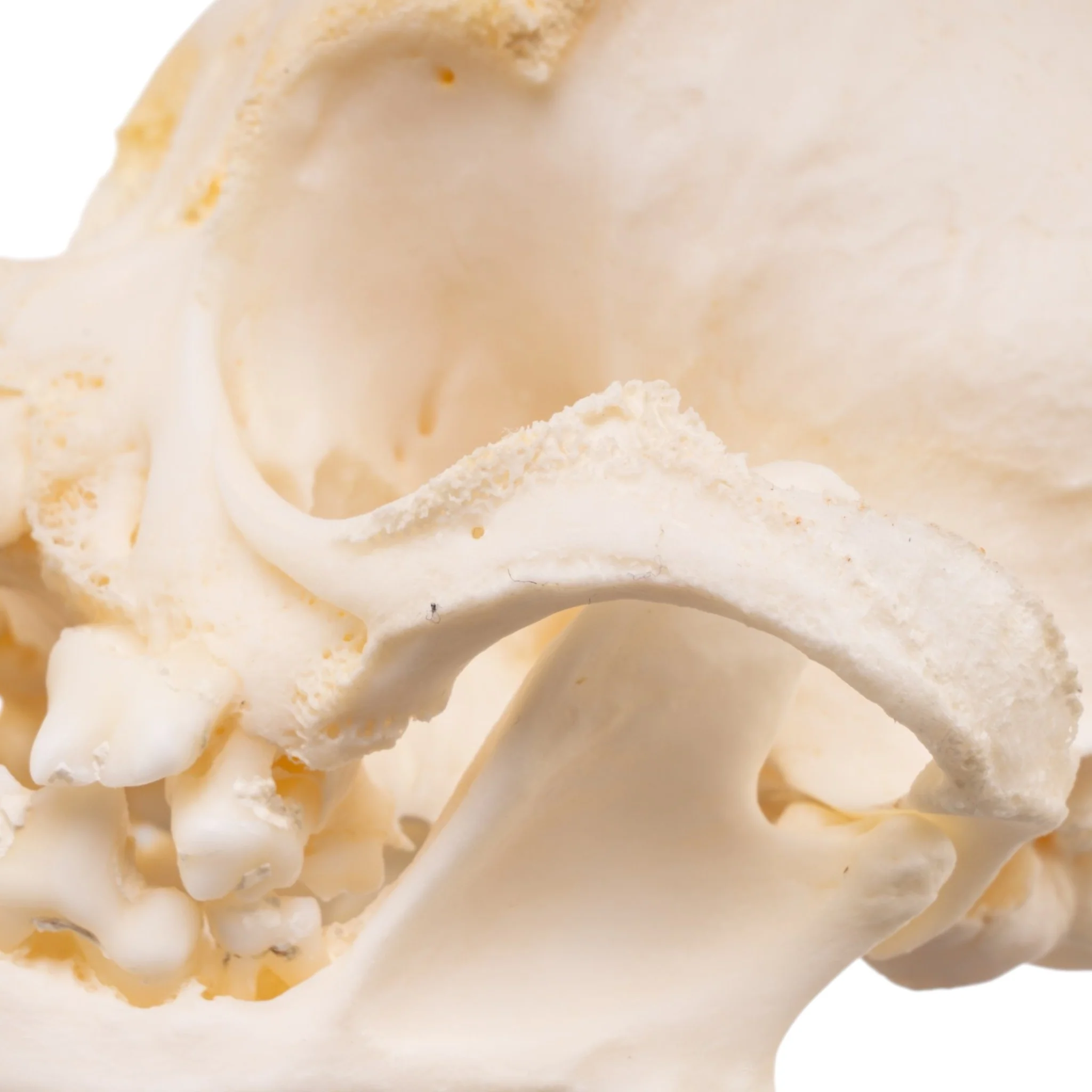 Real Domestic Dog Skull -Pug -Pathology - Image 9