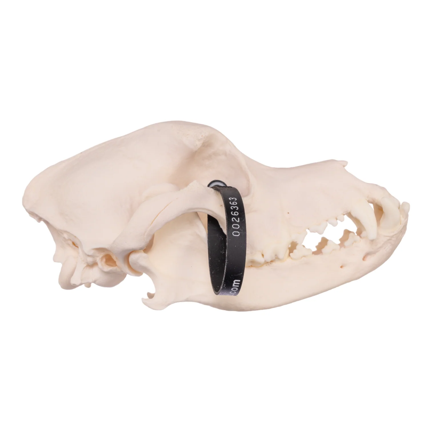 Real Domestic Dog Skull - Rottweiler - Image 2