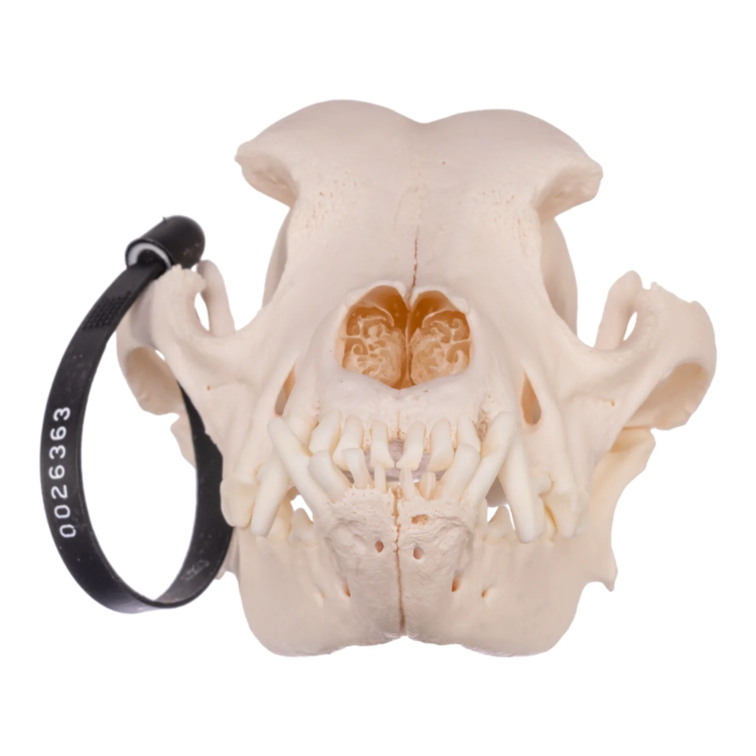 Real Domestic Dog Skull - Rottweiler - Image 3