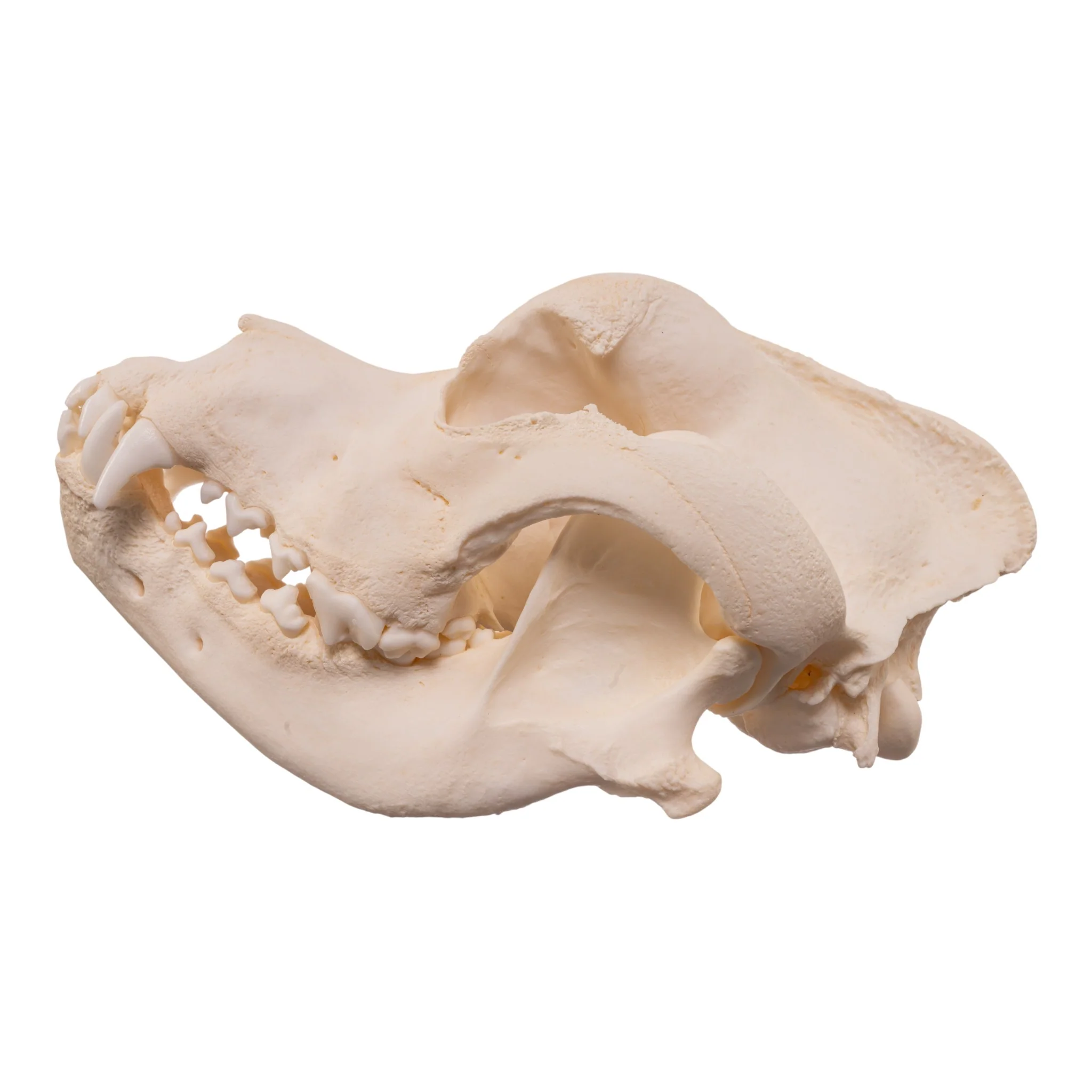 Real Domestic Dog - Saint Bernard Skull - Image 4