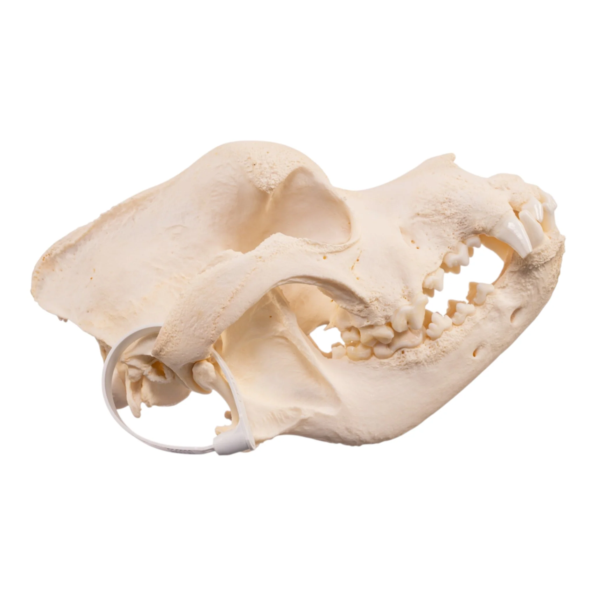 Real Domestic Dog - Saint Bernard Skull - Image 2