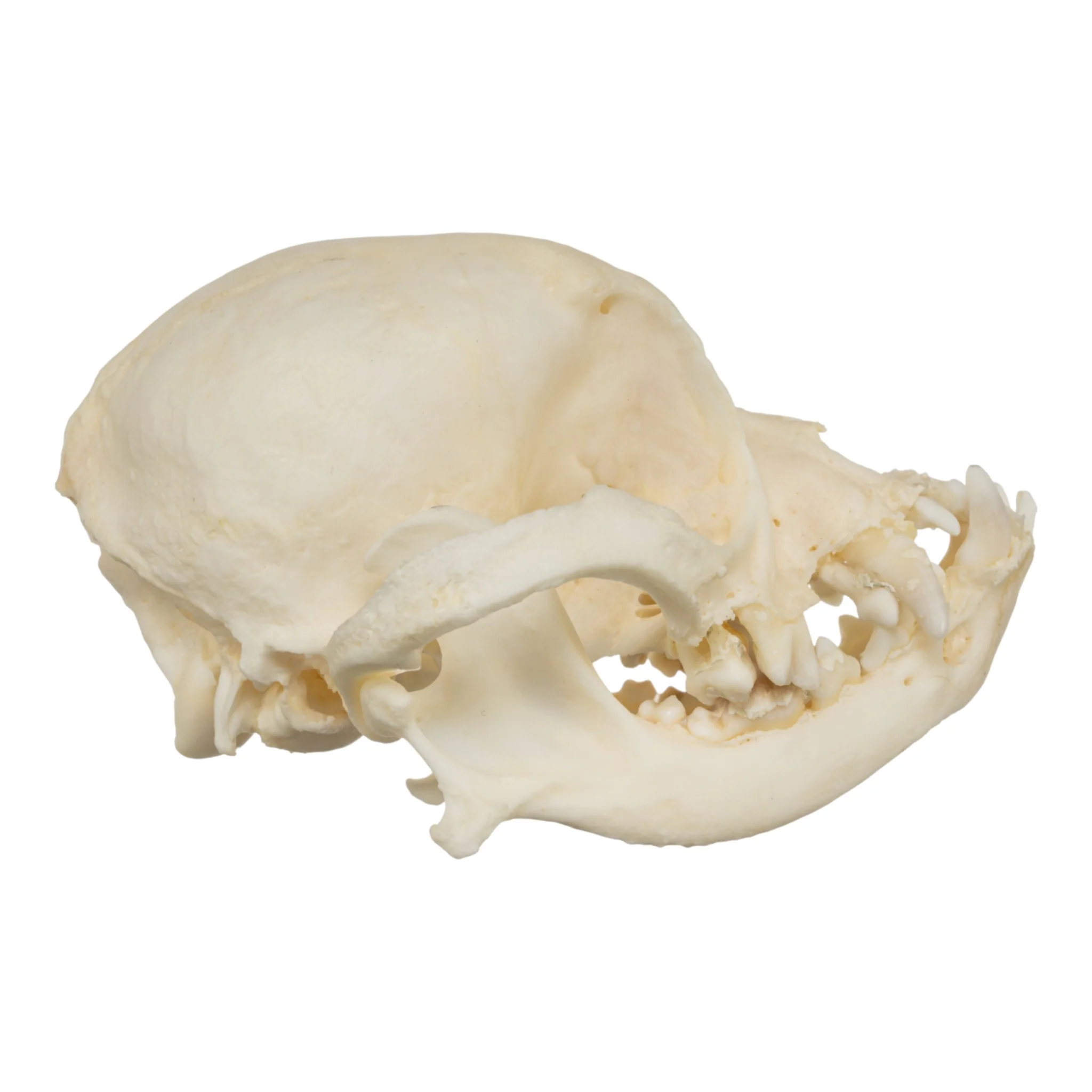 Real Domestic Dog Skull - Shih Tzu (Periodontal) - Image 2