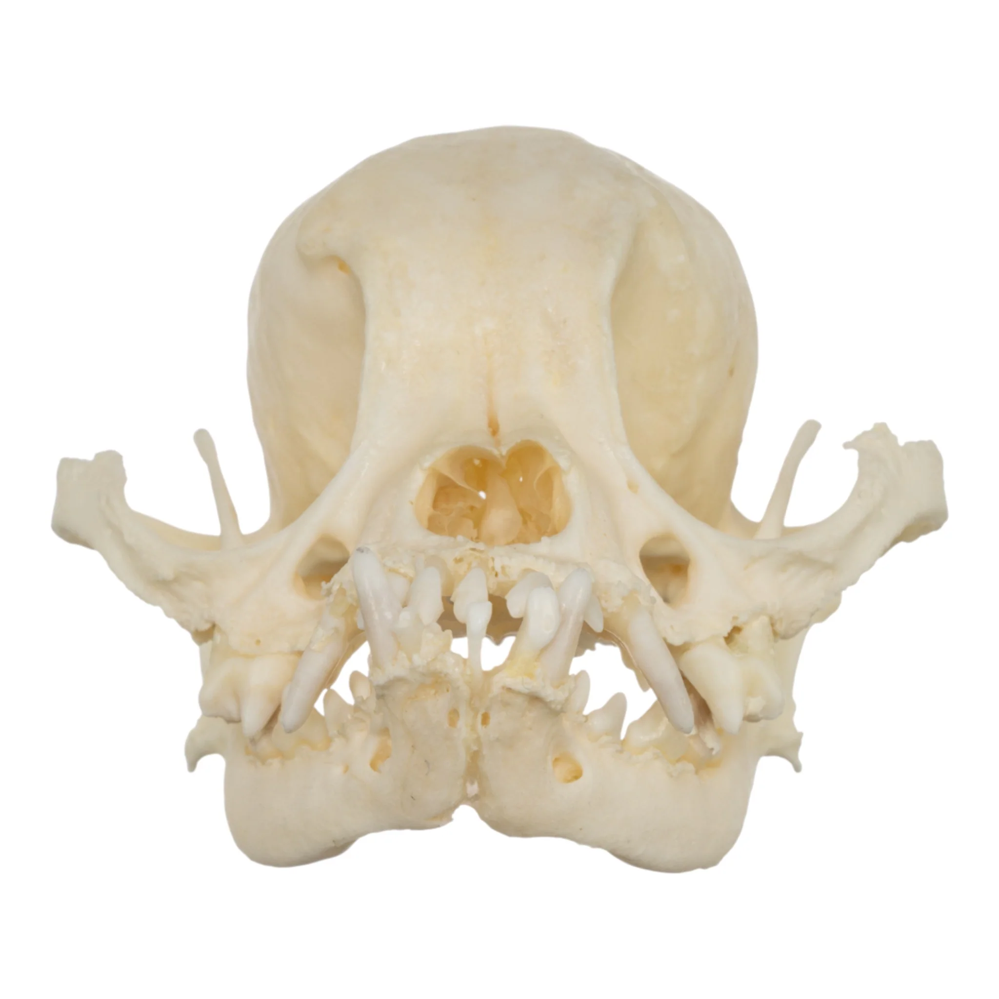 Real Domestic Dog Skull - Shih Tzu (Periodontal) - Image 3