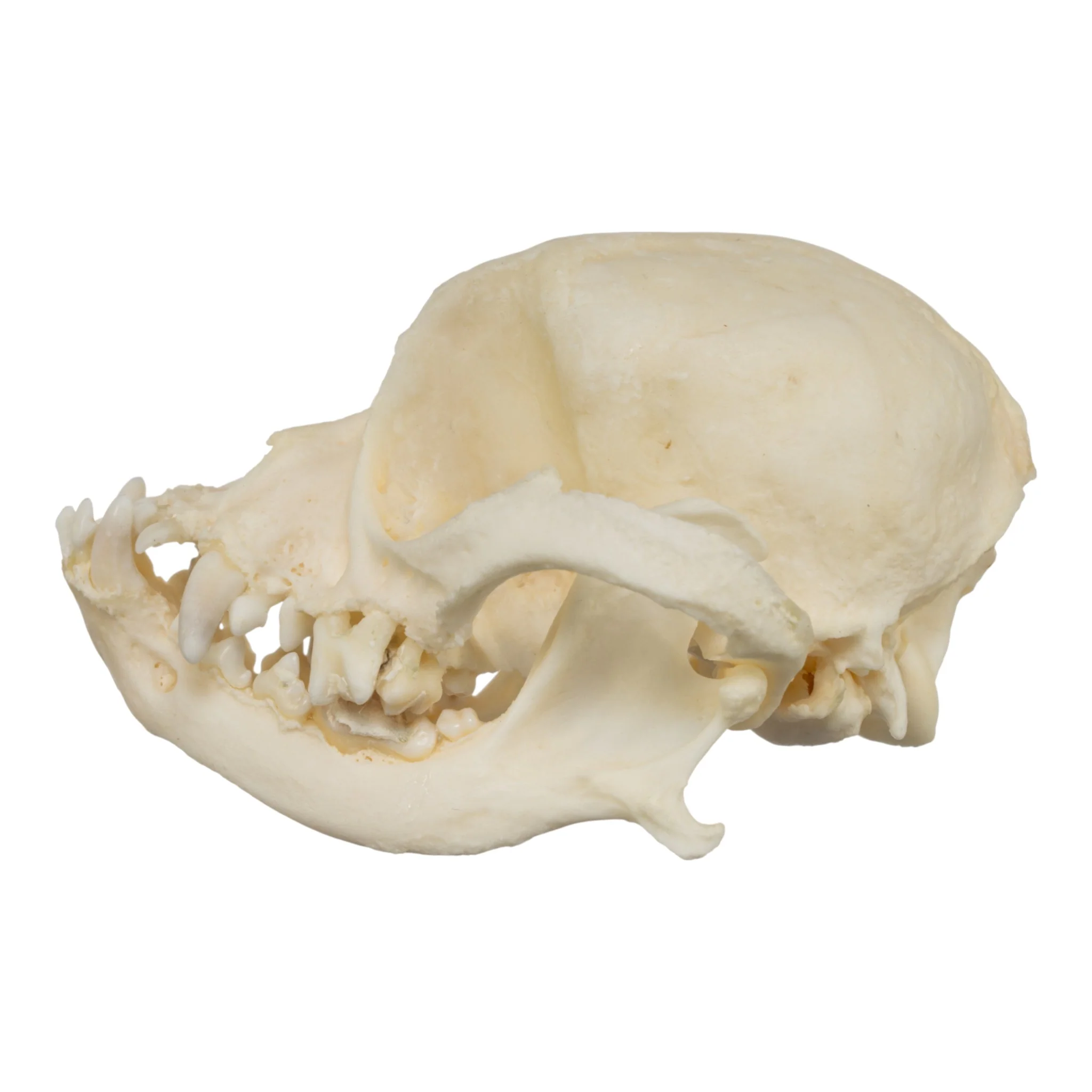 Real Domestic Dog Skull - Shih Tzu (Periodontal) - Image 4