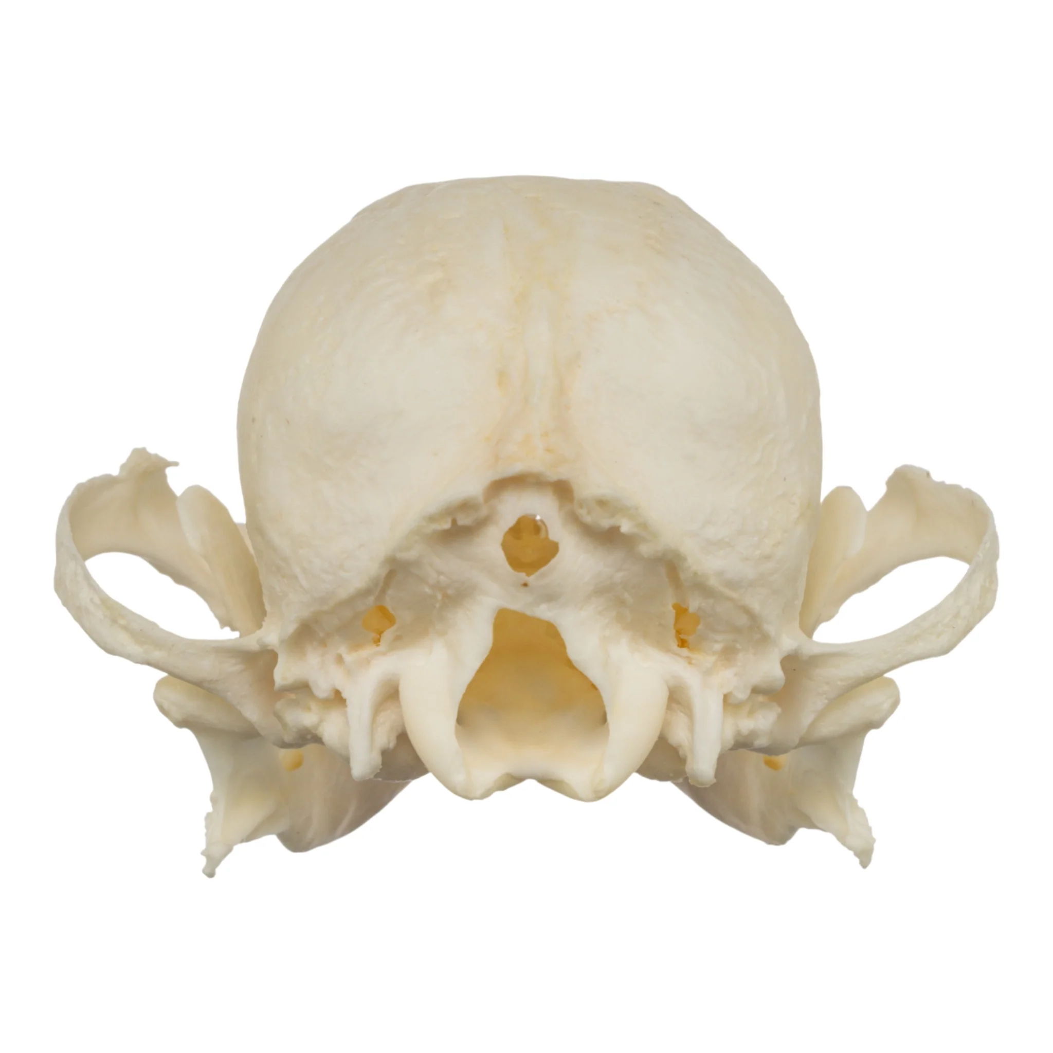 Real Domestic Dog Skull - Shih Tzu (Periodontal) - Image 5