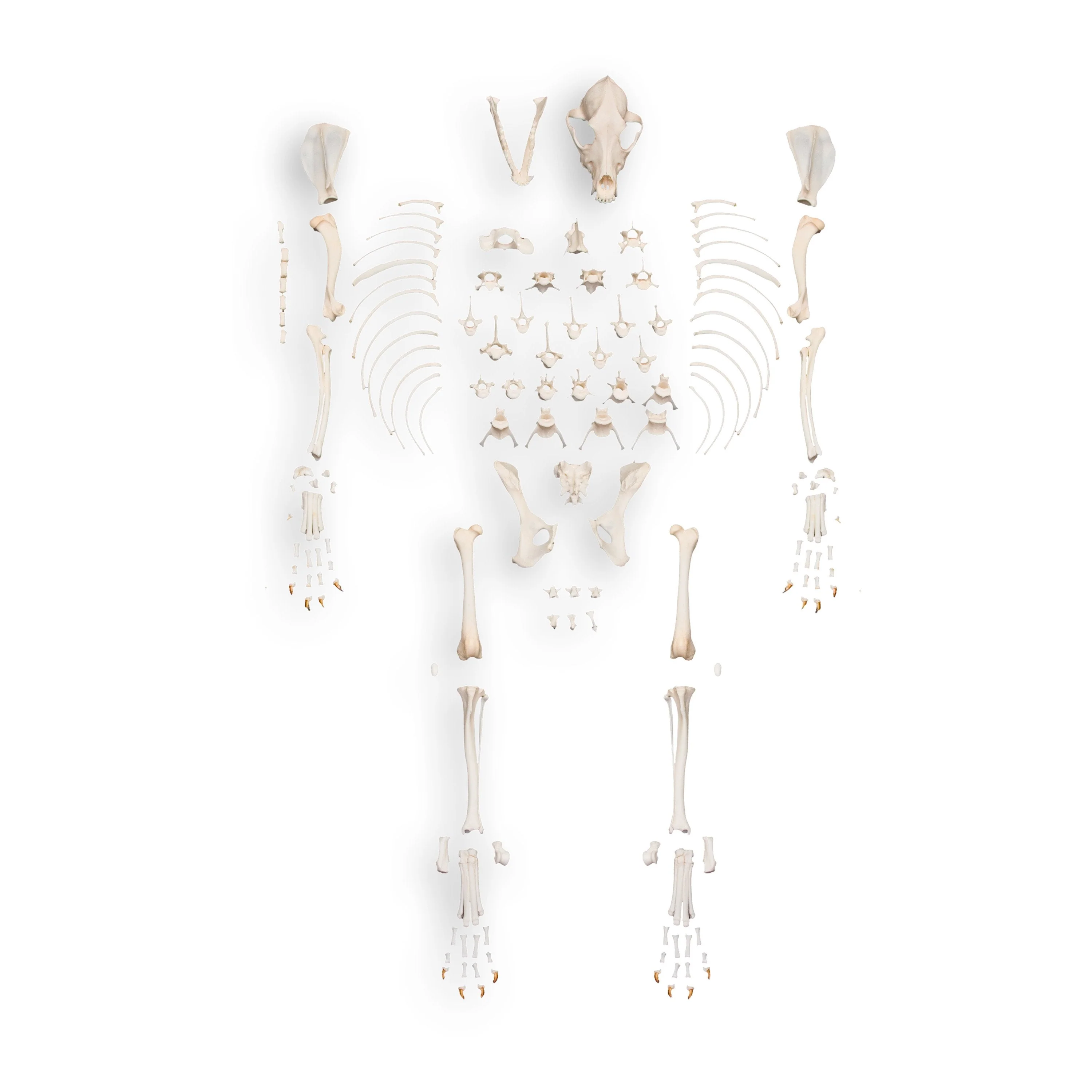 Real Domestic Dog Skeleton by Skulls Unlimited - Image 10