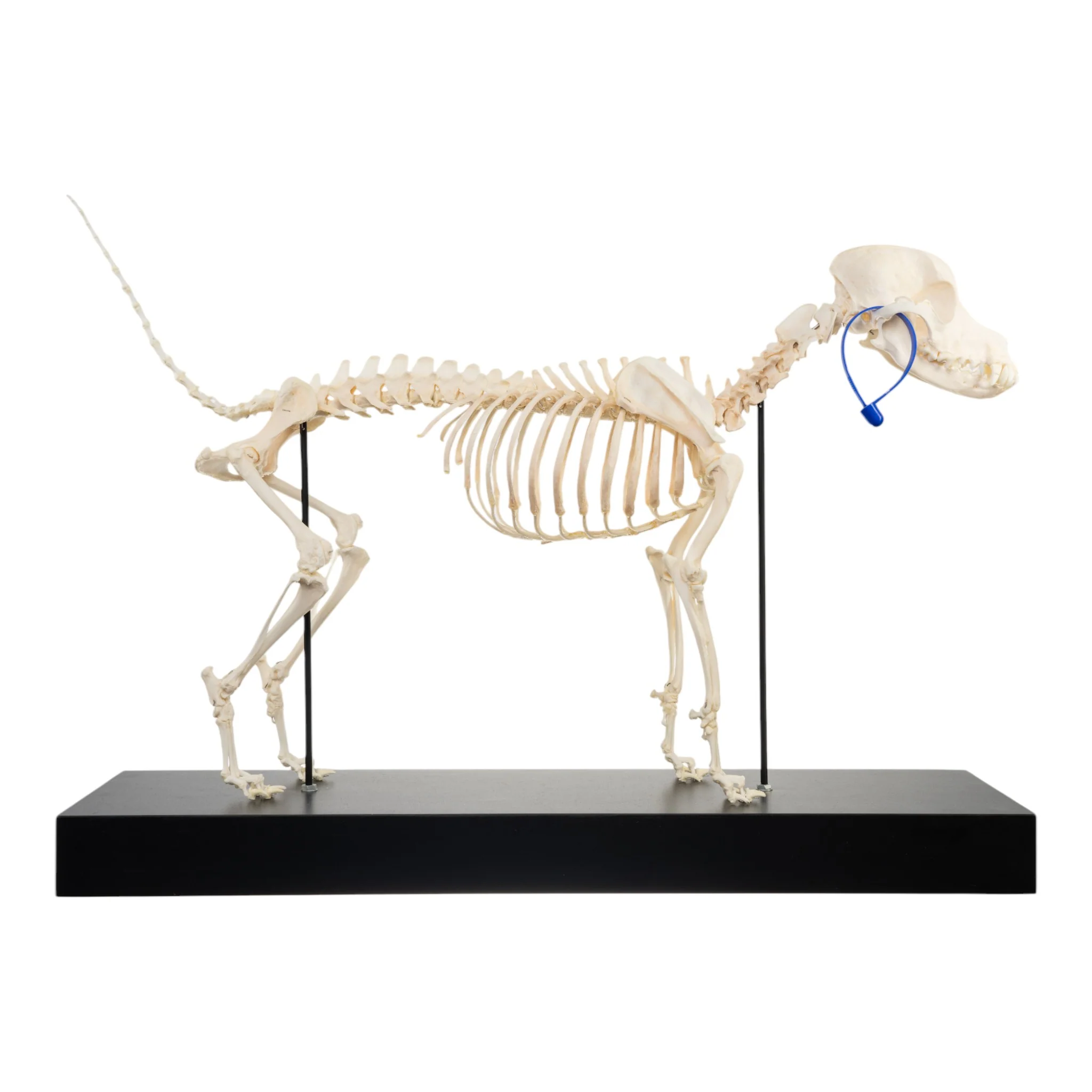 Real Domestic Dog Skeleton by Skulls Unlimited - Image 2