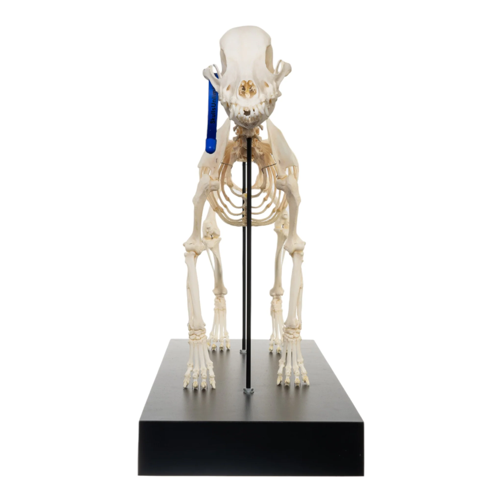 Real Domestic Dog Skeleton by Skulls Unlimited - Image 3